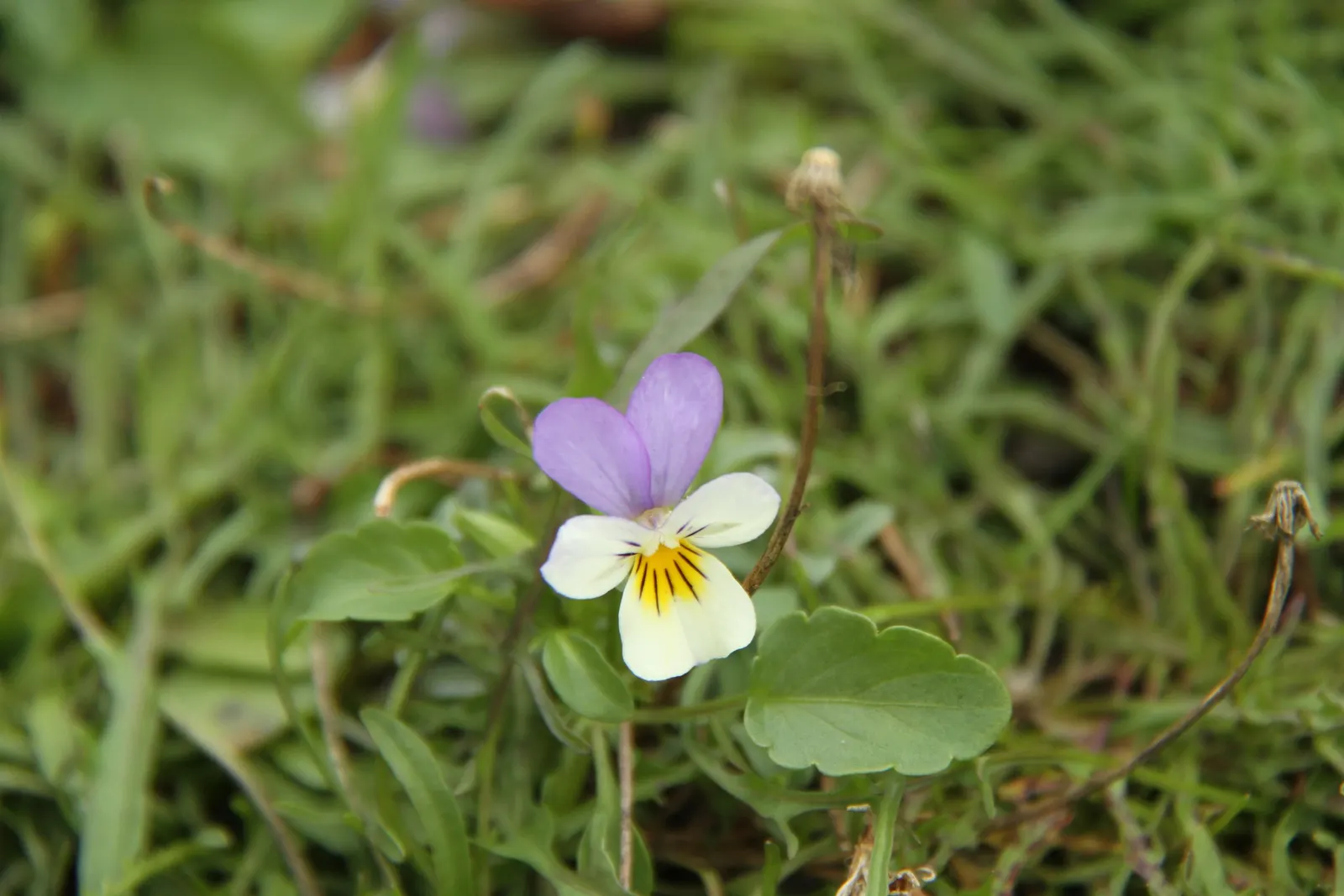 Johnny Jump Up (Viola Tricolor) — colorful appearance and low maintenance requirements make it an alluring addition to their garden