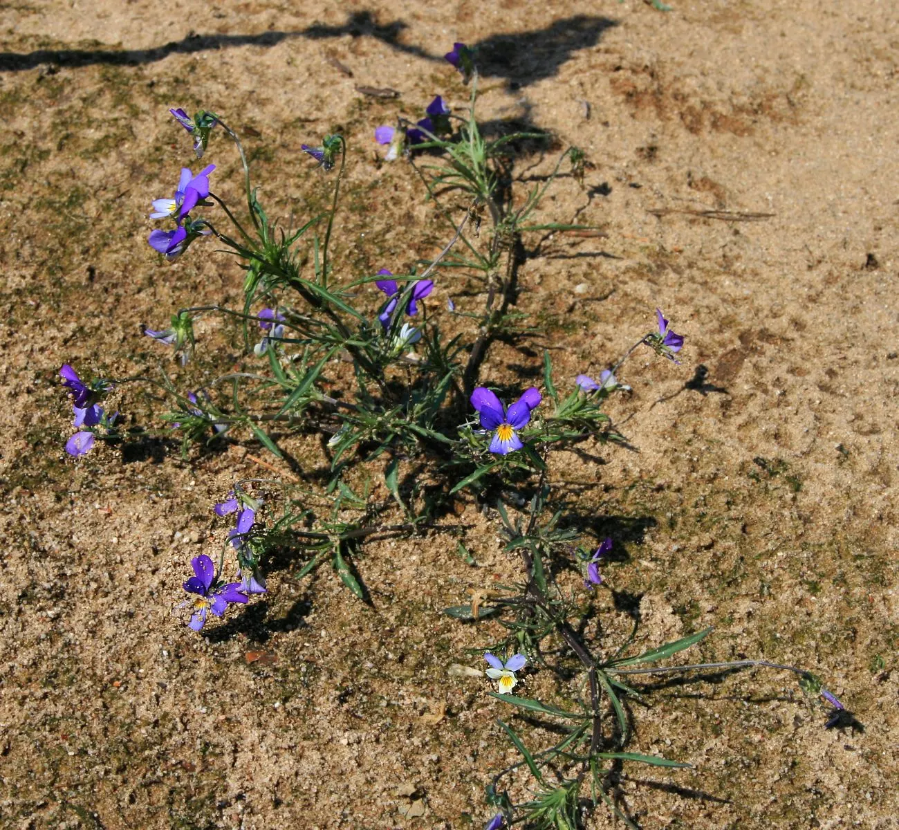 Johnny Jump Up (Viola Tricolor) — the Johnny Jump Up's charming