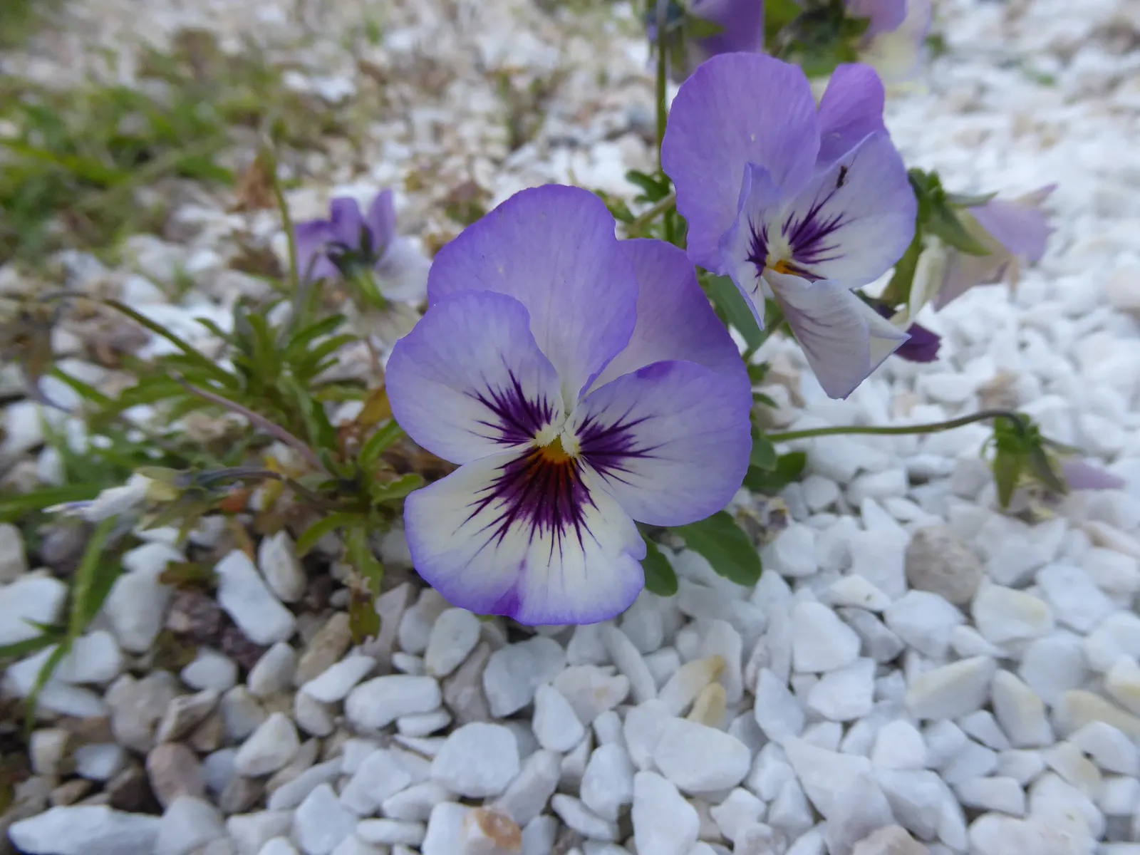 Johnny Jump Up (Viola Tricolor) — but they do enjoy a cooler environment.<br><br>For the client; johnny Jump Ups are resilient and can perform well, image 92