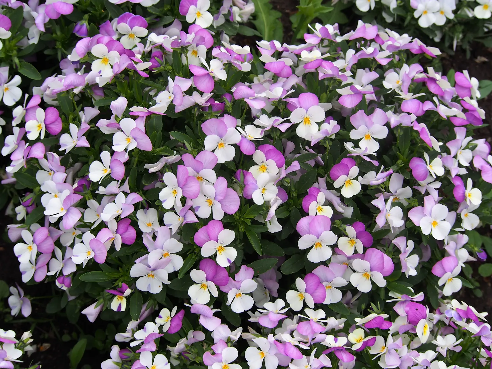 Johnny Jump Up (Viola Tricolor) — whimsical tapestry when interplanted with bulbs or other low-growing perennials; it adds a splash of charming, image 162