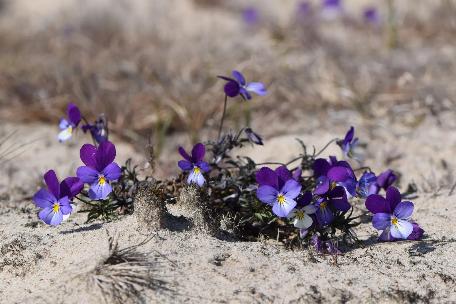 Johnny Jump Up (Viola Tricolor) — tricolor blooms that typically consist of purple; making it an excellent choice for edging, image 84