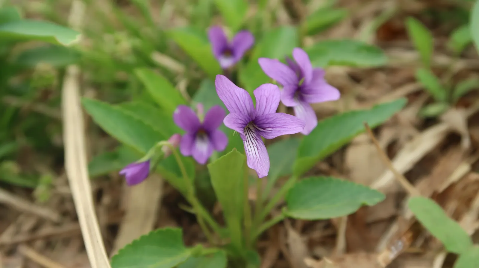 Johnny Jump Up (Viola Tricolor) — annual with multi-colored and yellow blooms