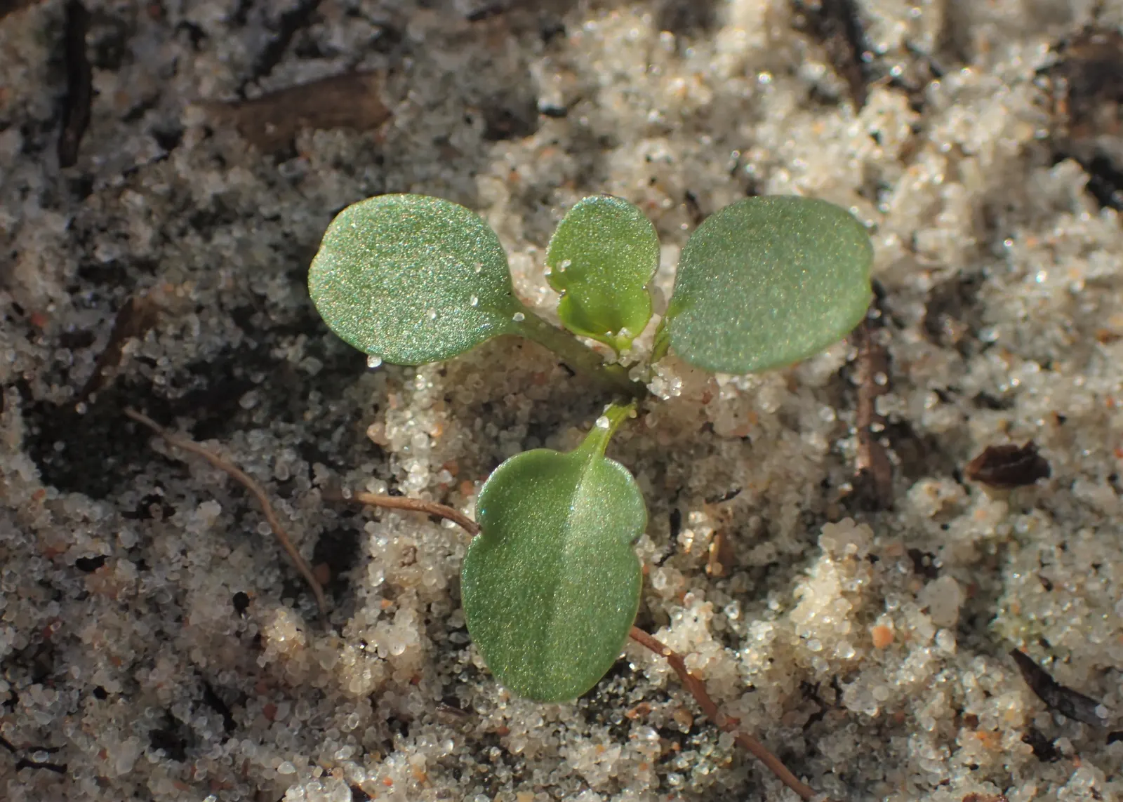 Johnny Jump Up (Viola Tricolor) — Viola tricolor blossoms profusely in the cooler months of spring and fall, image 138
