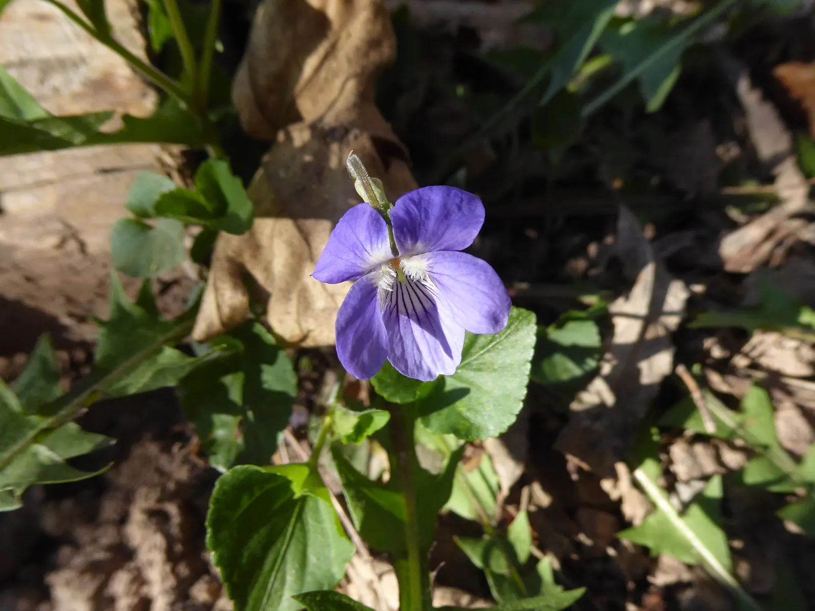 Johnny Jump Up (Viola Tricolor) — is a delightful and hardy perennial; typically, this diminutive flower reaches 4-6 inches in height and spreads, image 83