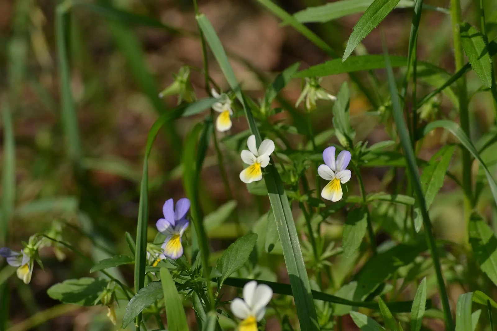 Johnny Jump Up (Viola Tricolor) — adding an extra layer of life and movement to the outdoor space; the Johnny Jump Up (Viola tricolor) is an, image 147