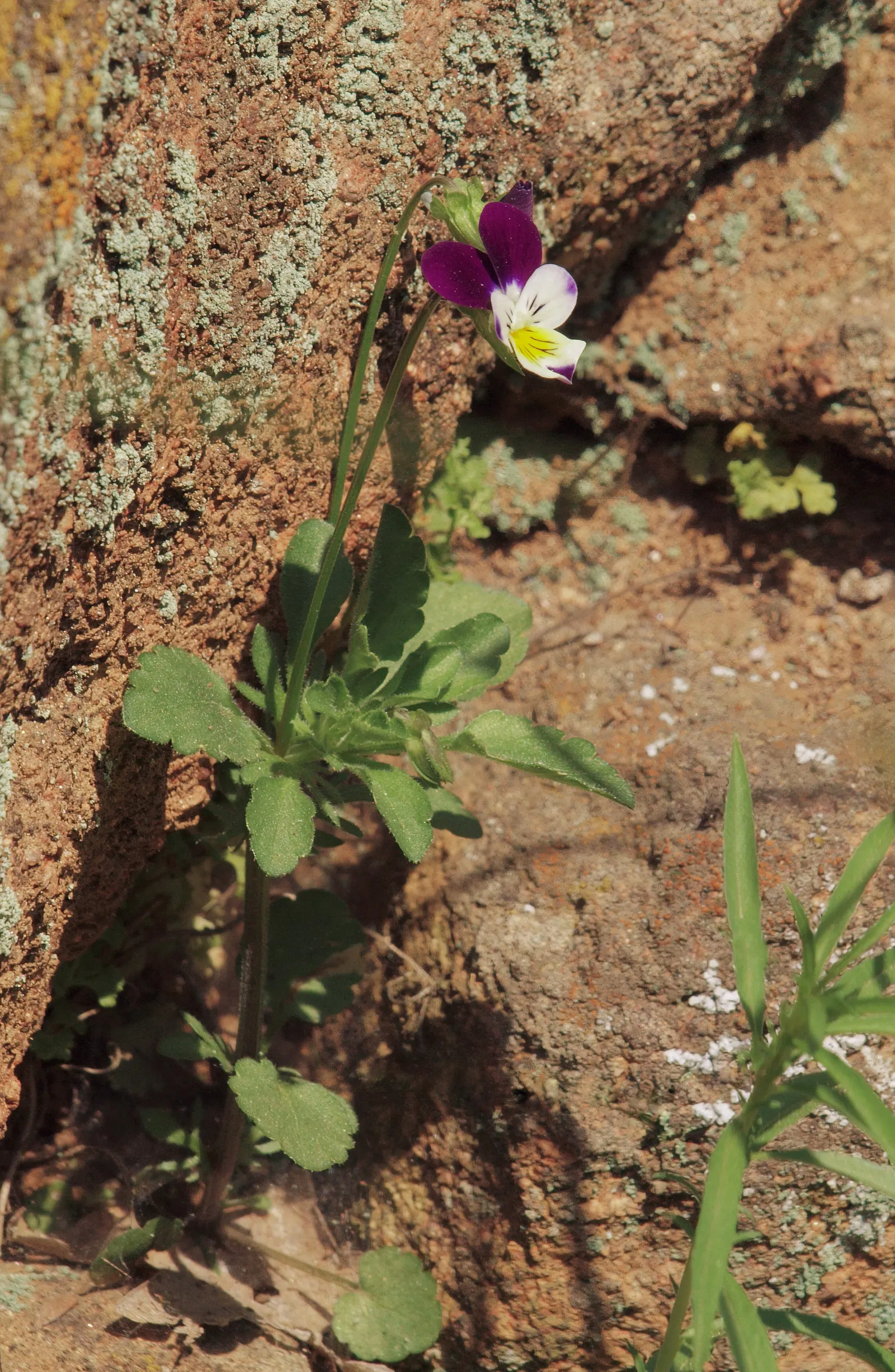 Johnny Jump Up (Viola Tricolor) — for those with a penchant for inviting wildlife into their garden; whimsical tapestry when interplanted with, image 70