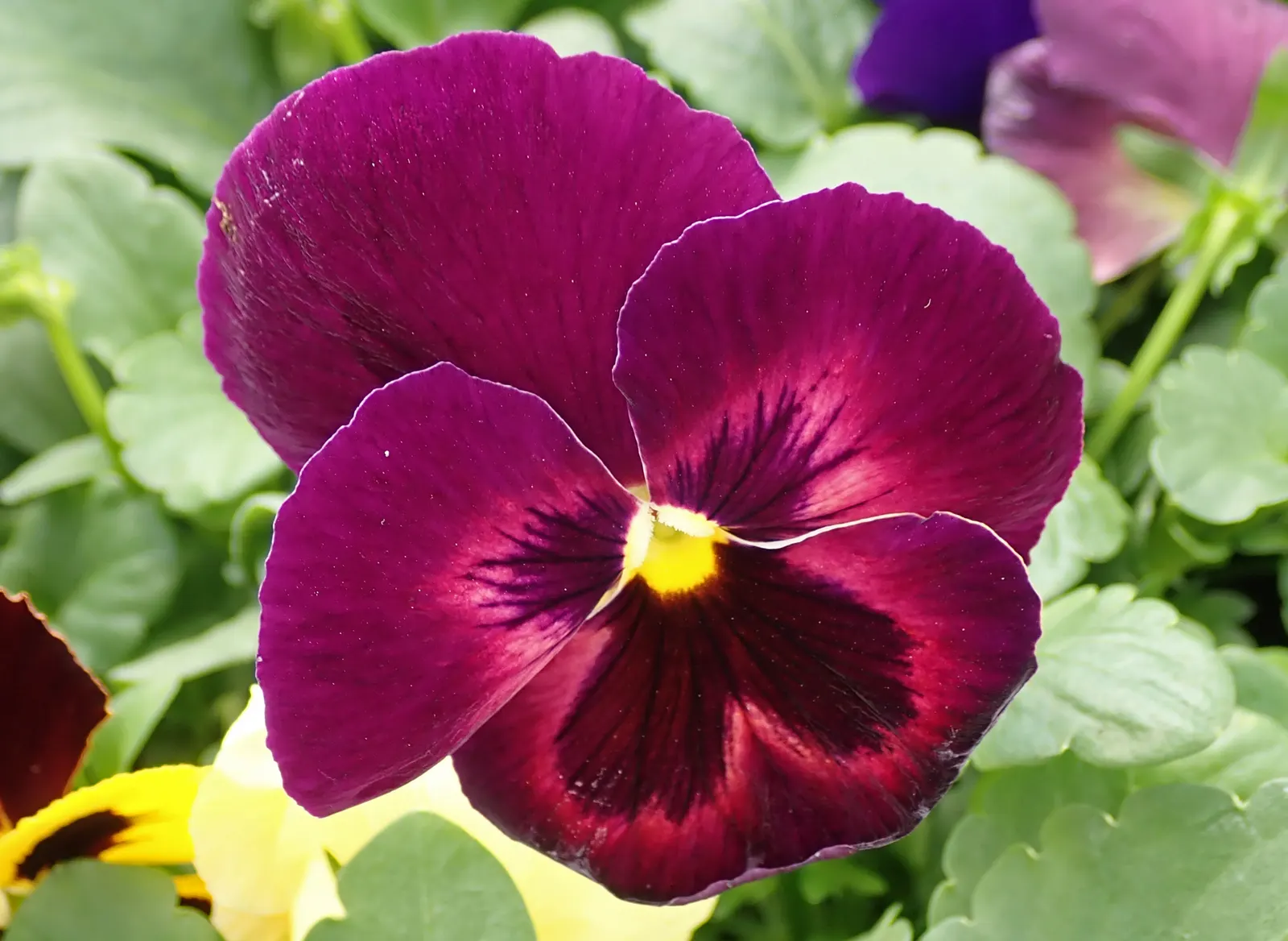 Johnny Jump Up (Viola Tricolor) — is a delightful and hardy perennial; typically, this diminutive flower reaches 4-6 inches in height and spreads, image 58