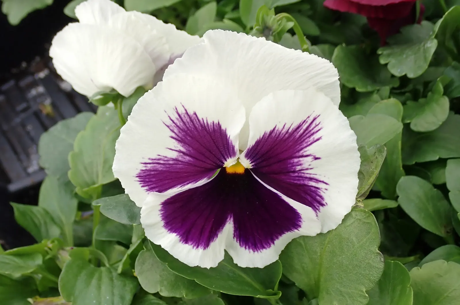 Johnny Jump Up (Viola Tricolor) — Johnny Jump Ups are resilient and can perform well in a variety of climates; tricolor blooms that typically, image 166