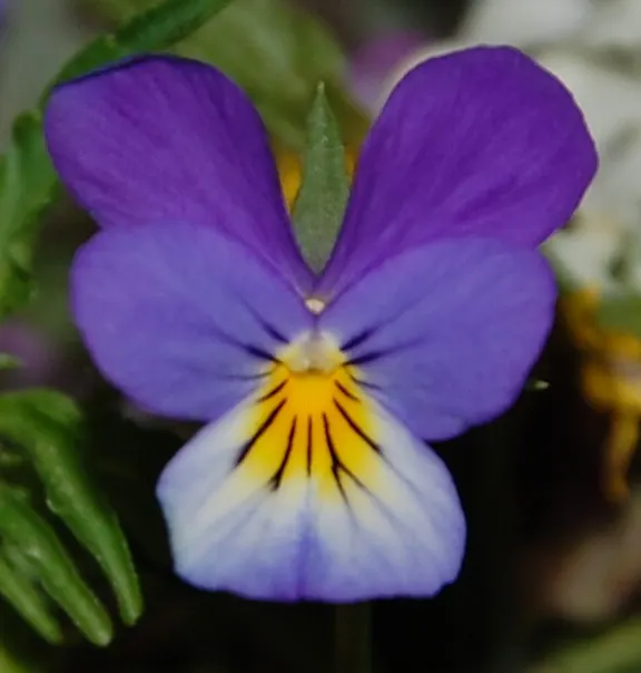 Johnny Jump Up (Viola Tricolor) — the Johnny Jump Up's charming; multi-colored and yellow flowers in the garden