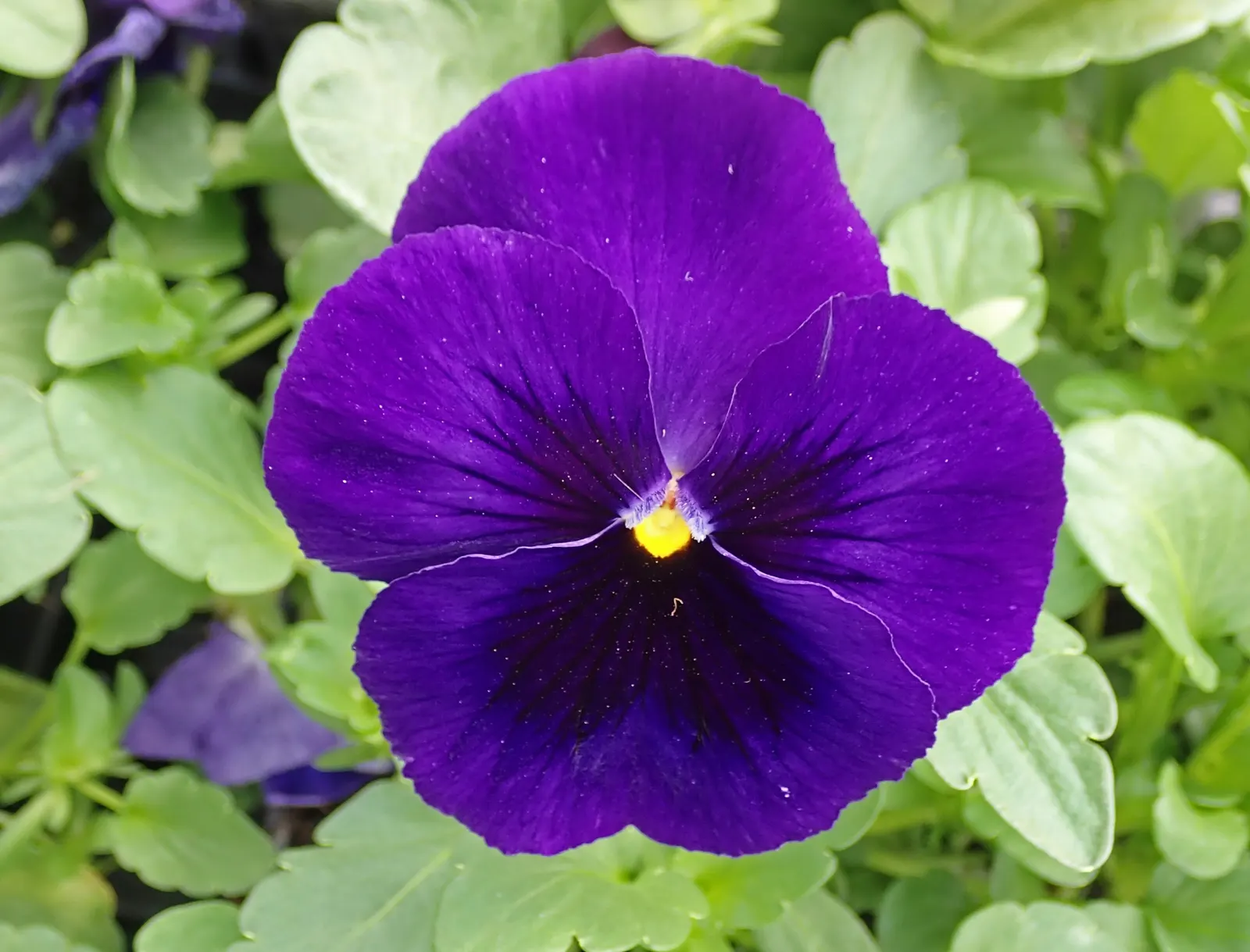 Johnny Jump Up (Viola Tricolor) — making it an excellent choice for edging; but they do enjoy a cooler environment.<br><br>For the client, image 160