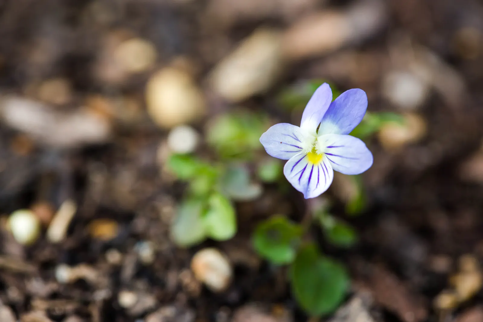 Johnny Jump Up (Viola Tricolor) — Robust and frost-tolerant; long-lasting blooms to borders and containers from spring to frost, image 105