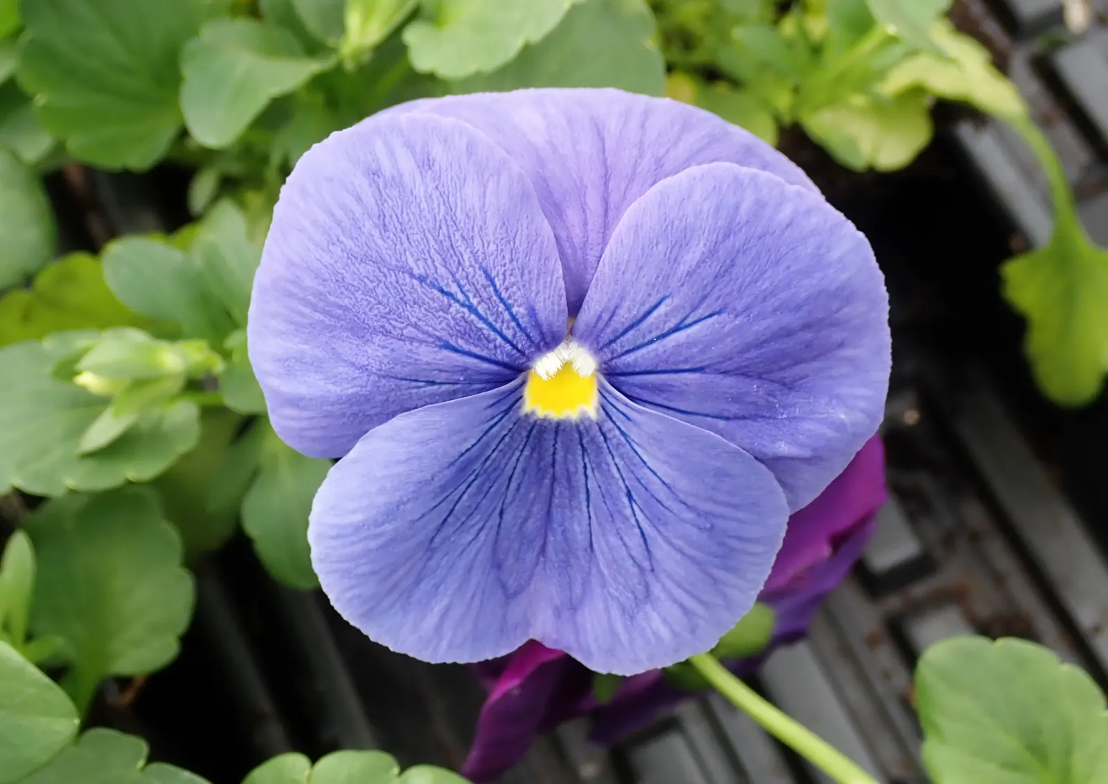 Johnny Jump Up (Viola Tricolor) — With a USDA hardiness zone range of 4 to 9; it boasts tri-colored, velvety petals in purple, yellow, and white, image 65