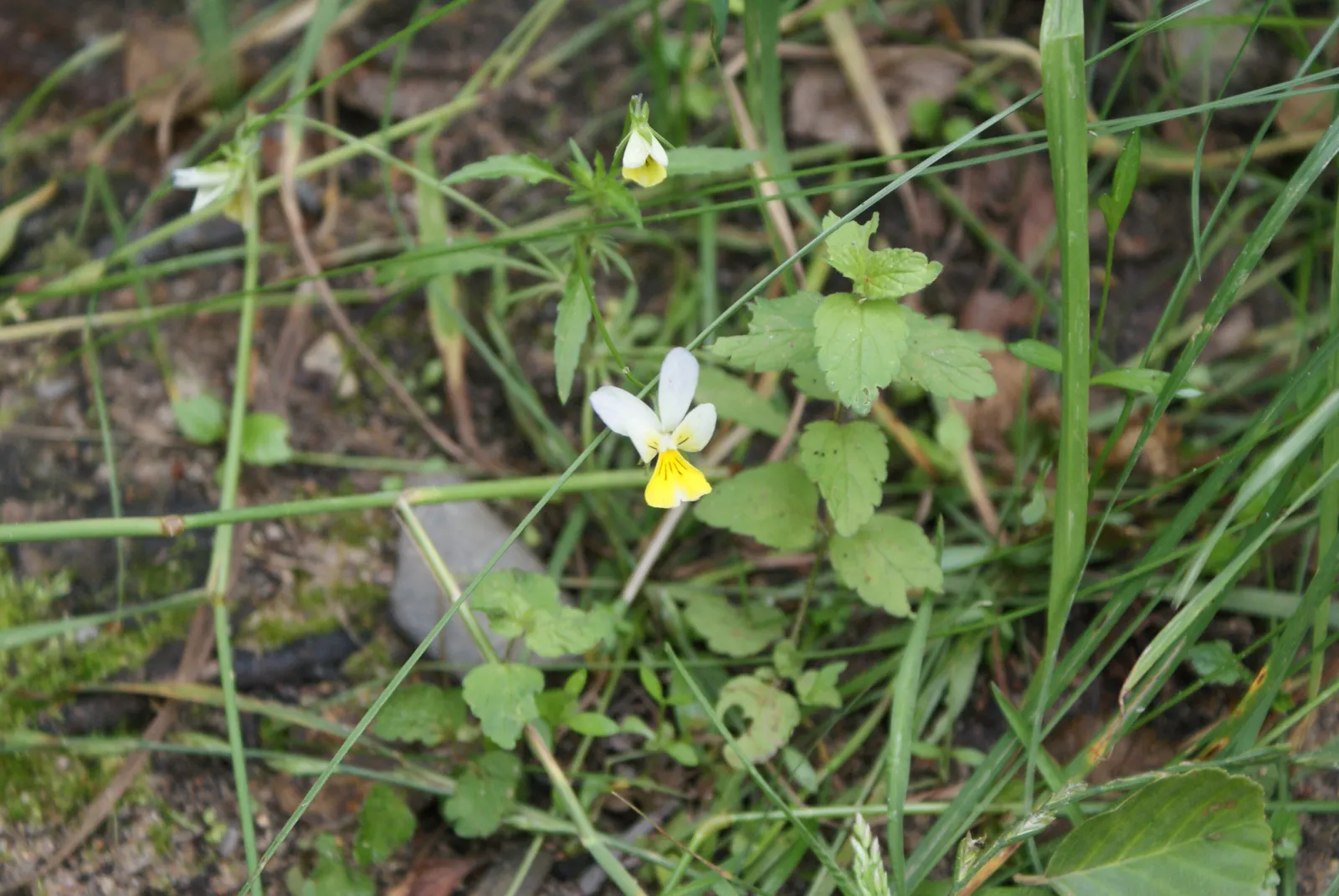 Johnny Jump Up (Viola Tricolor) — It flourishes in full to partial sun and well-drained soil; annual for shade, image 129