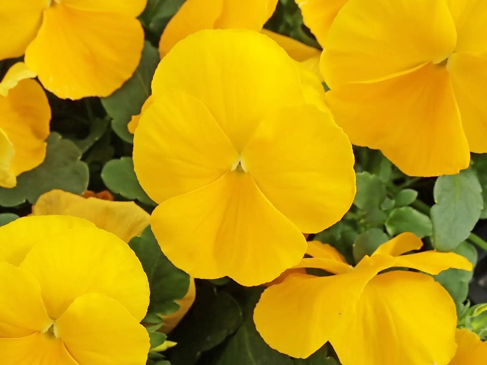 Johnny Jump Up (Viola Tricolor) — Viola tricolor blossoms profusely in the cooler months of spring and fall, image 163