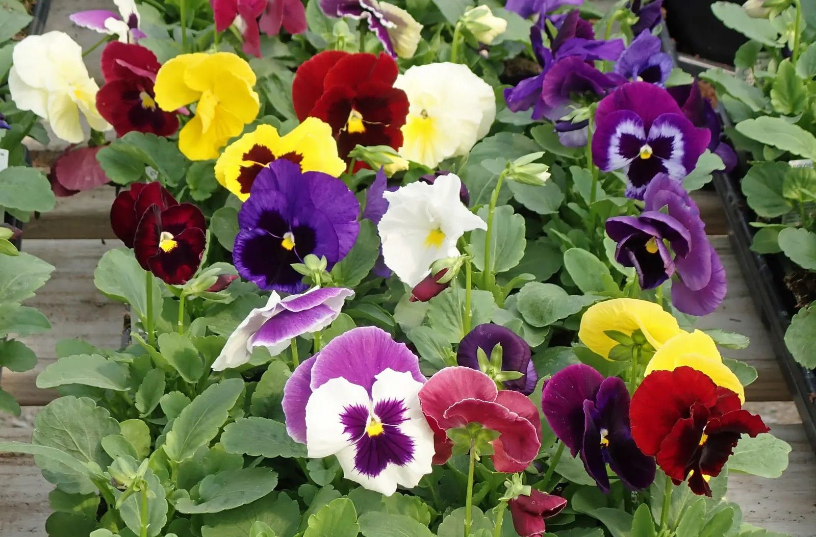 Johnny Jump Up (Viola Tricolor) — annual for shade; adding an extra layer of life and movement to the outdoor space, image 100