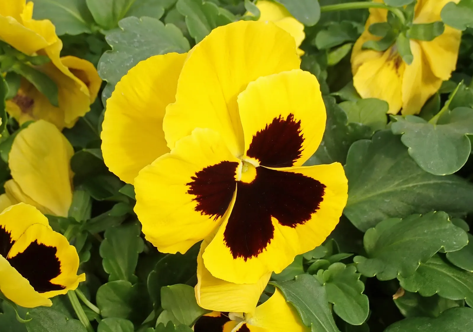 Johnny Jump Up (Viola Tricolor) — long-lasting blooms to borders and containers from spring to frost; that Viola tricolor is known to attract, image 57