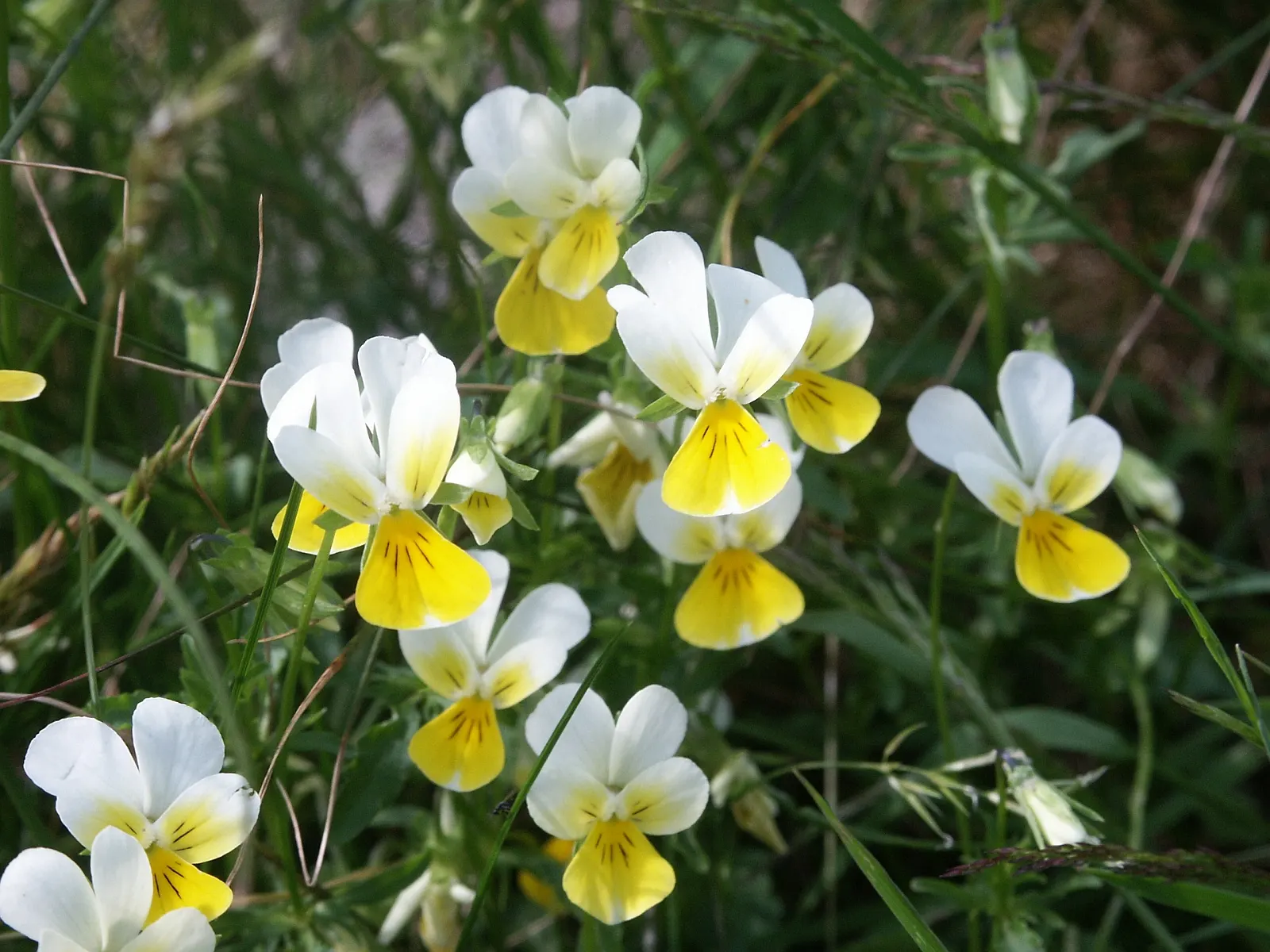 Johnny Jump Up (Viola Tricolor) — Robust and frost-tolerant; long-lasting blooms to borders and containers from spring to frost, image 55
