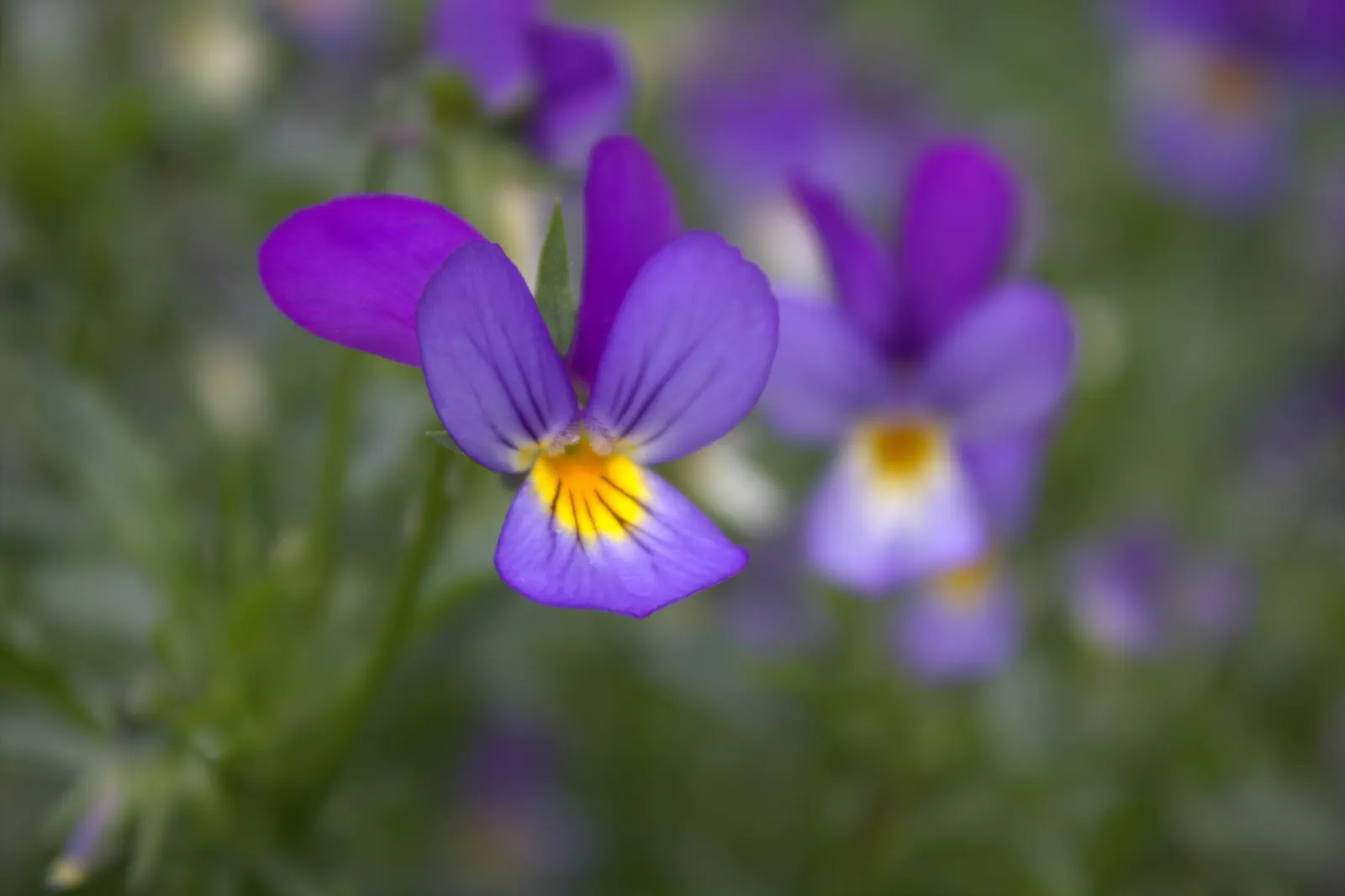 Johnny Jump Up (Viola Tricolor) — the Johnny Jump Up's charming; multi-colored and yellow flowers in the garden, image 168