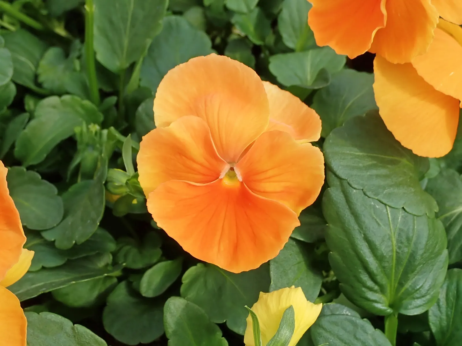 Johnny Jump Up (Viola Tricolor) — It flourishes in full to partial sun and well-drained soil; annual for shade, image 79