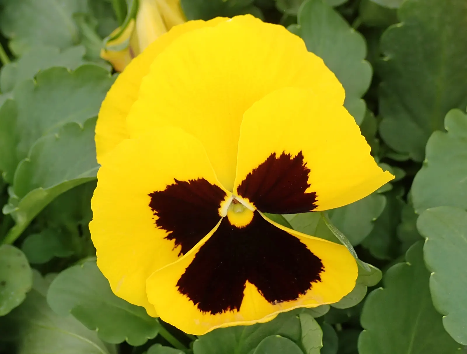 Johnny Jump Up (Viola Tricolor) — multi-colored and yellow flowers in the garden