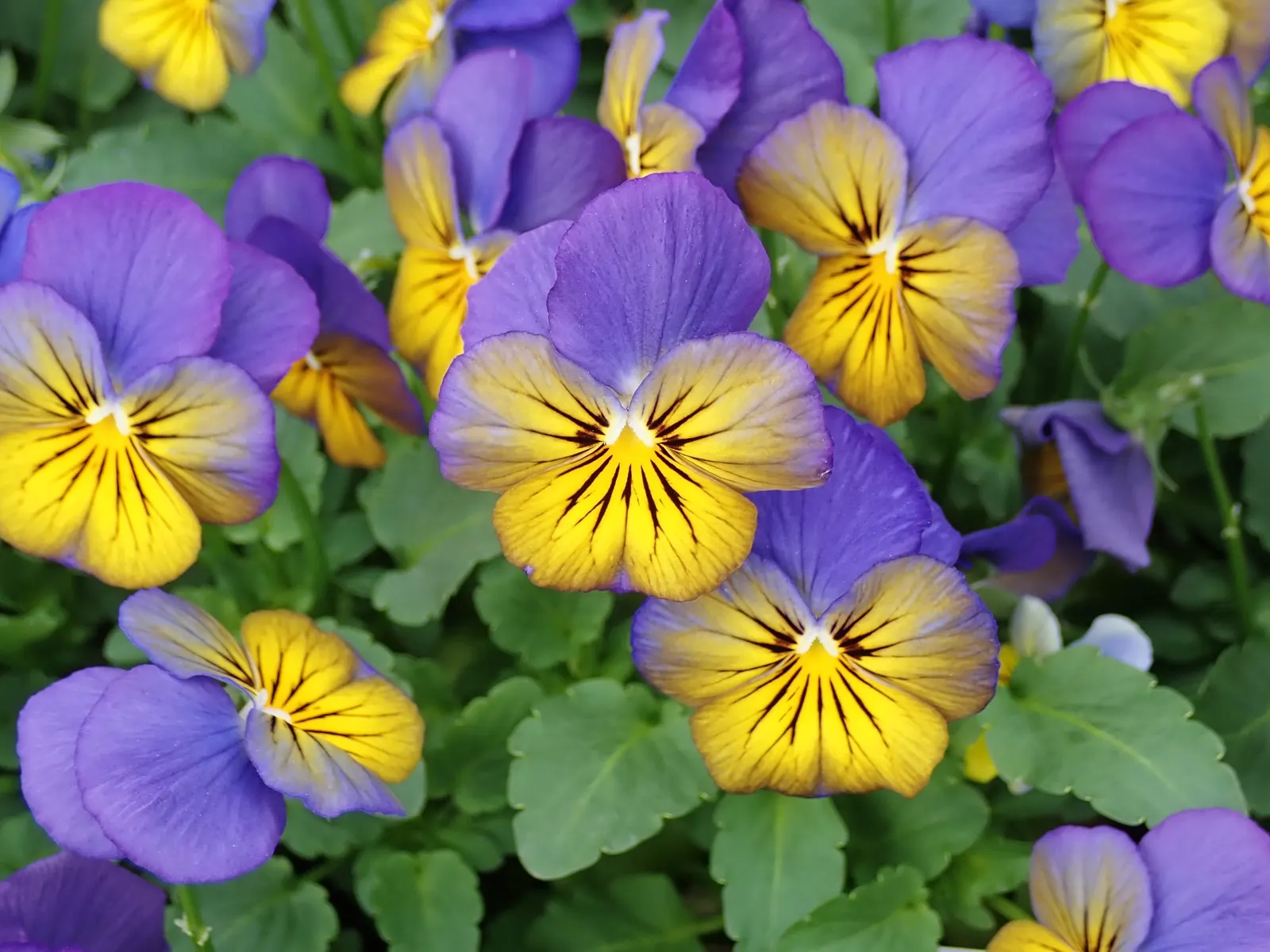 Johnny Jump Up (Viola Tricolor) — tricolor blooms that typically consist of purple; making it an excellent choice for edging, image 134