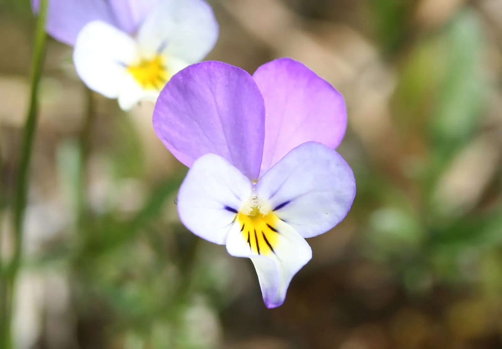 Johnny Jump Up (Viola Tricolor) — Viola tricolor blossoms profusely in the cooler months of spring and fall, image 63