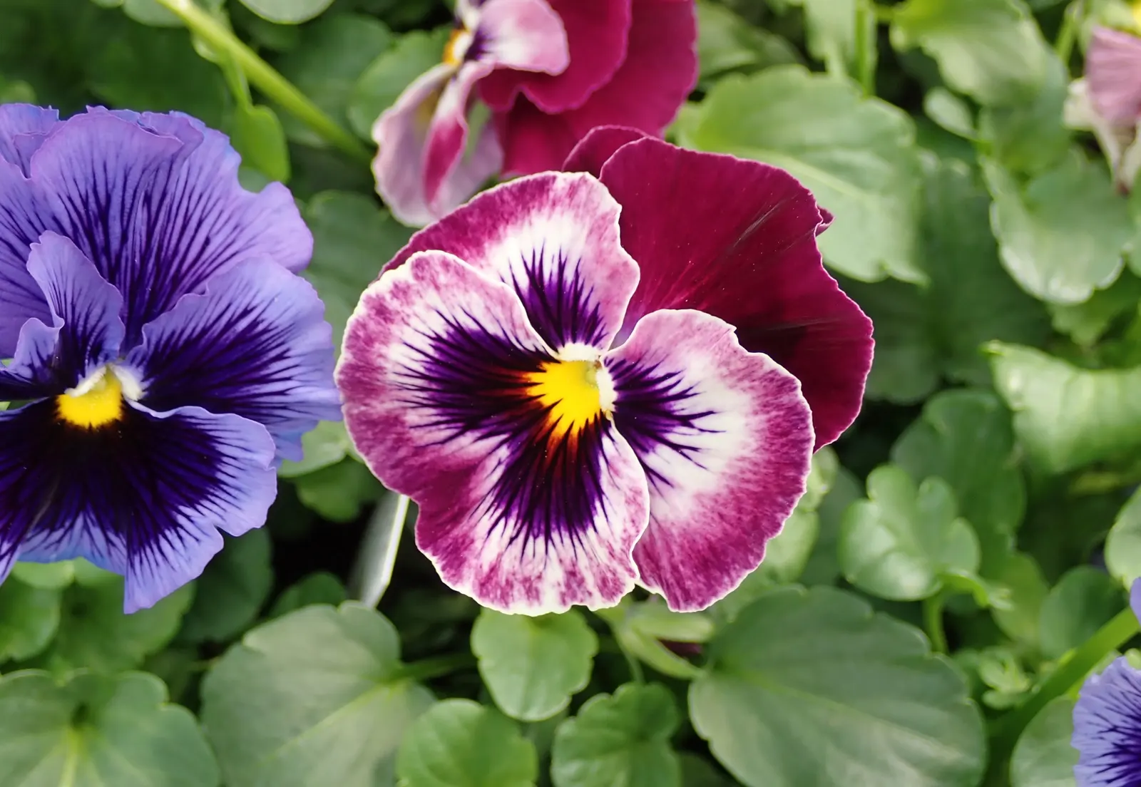 Johnny Jump Up (Viola Tricolor) — making it an excellent choice for edging; but they do enjoy a cooler environment.<br><br>For the client, image 135
