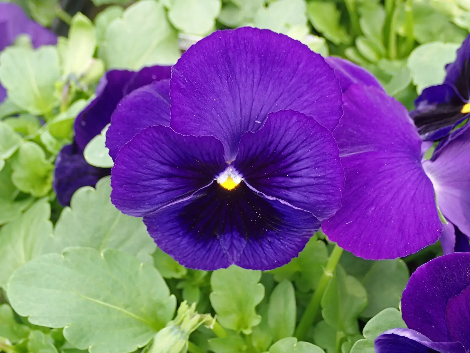 Johnny Jump Up (Viola Tricolor) — It flourishes in full to partial sun and well-drained soil; annual for shade, image 154
