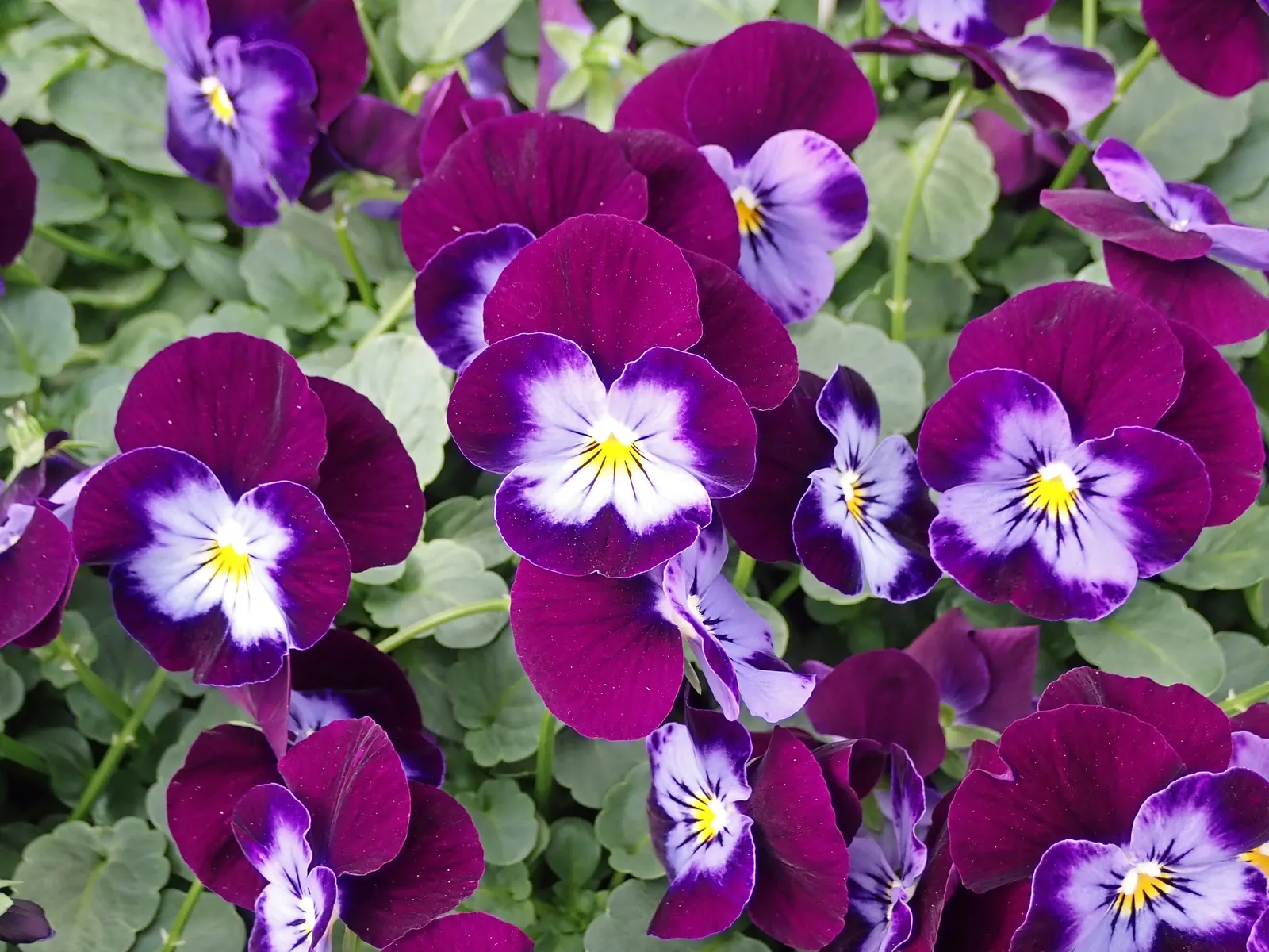 Johnny Jump Up (Viola Tricolor) — Viola tricolor blossoms profusely in the cooler months of spring and fall, image 38