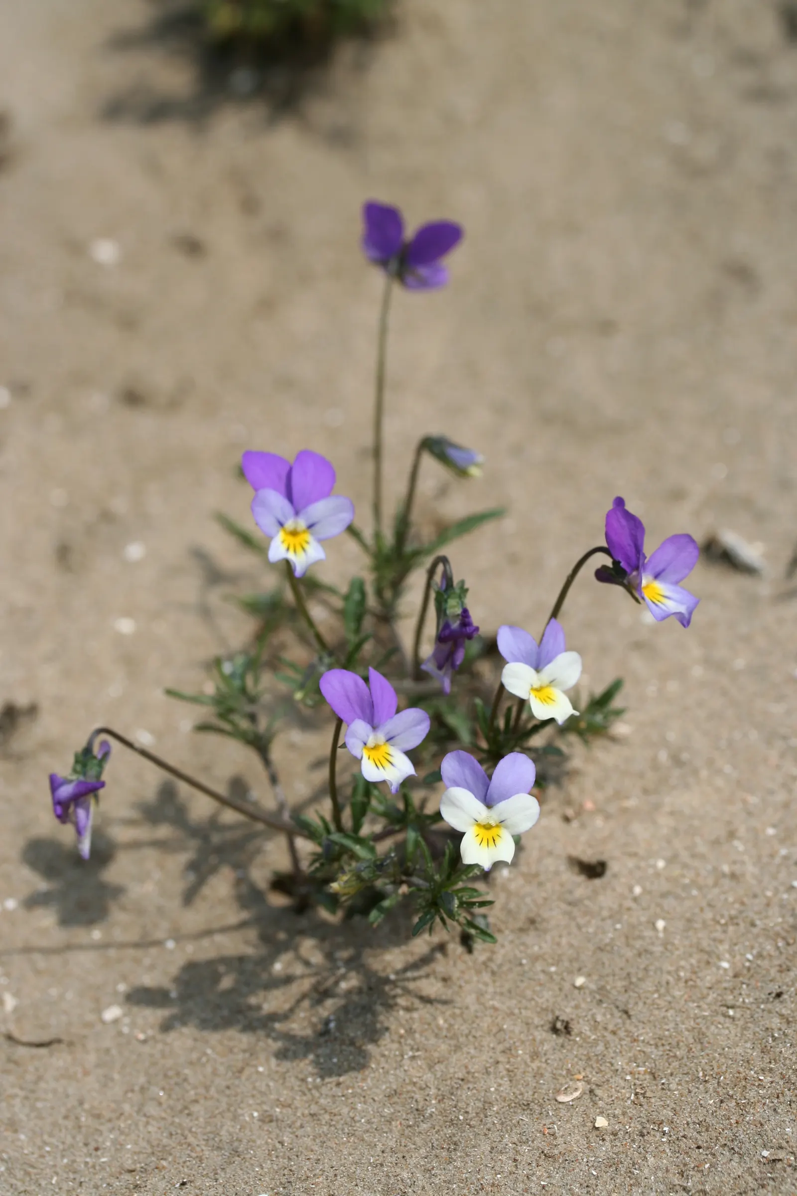 Johnny Jump Up (Viola Tricolor) — It boasts tri-colored, velvety petals in purple, yellow, and white; or for creating a natural, image 77