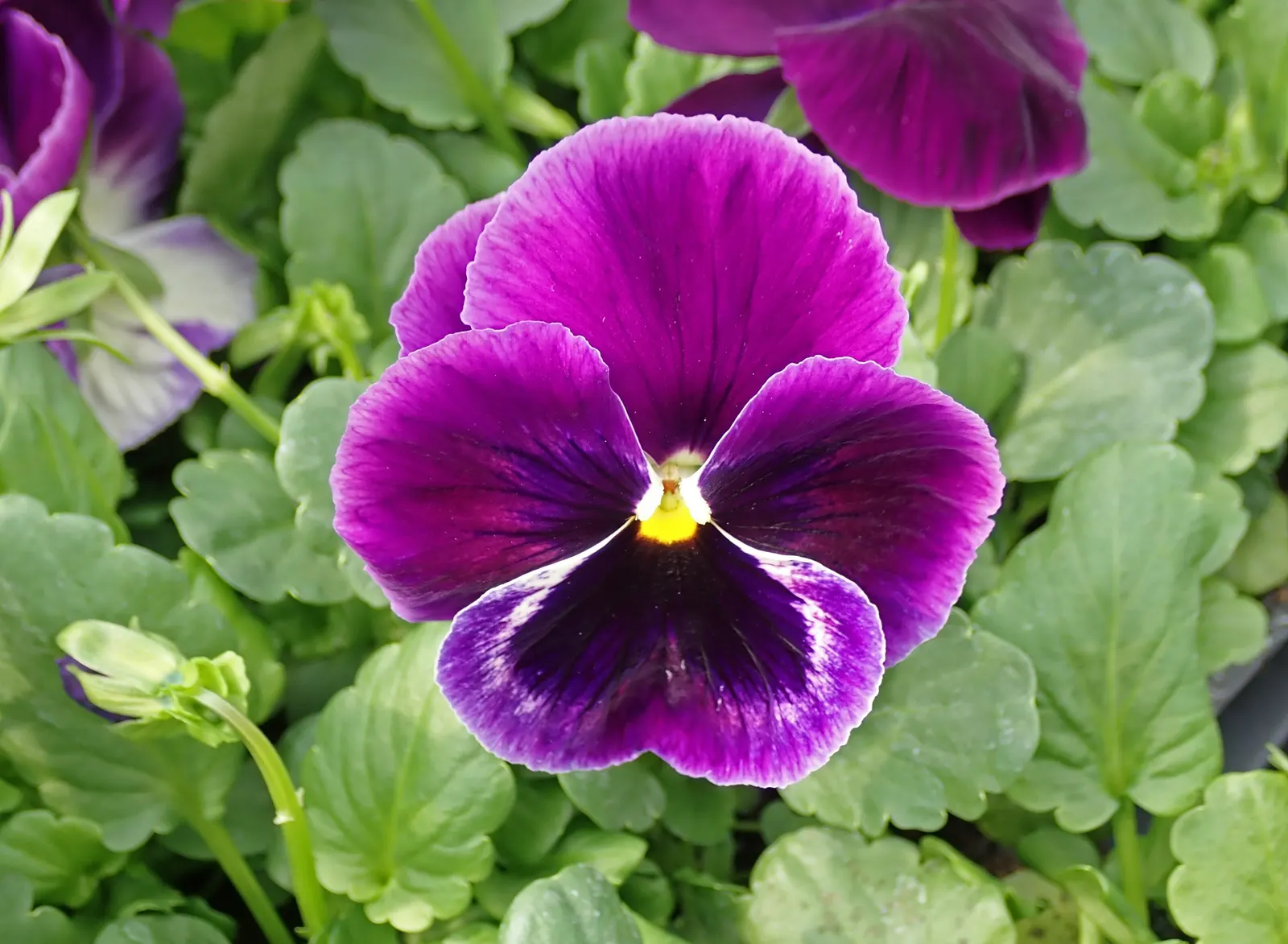 Johnny Jump Up (Viola Tricolor) — It flourishes in full to partial sun and well-drained soil; annual for shade, image 104
