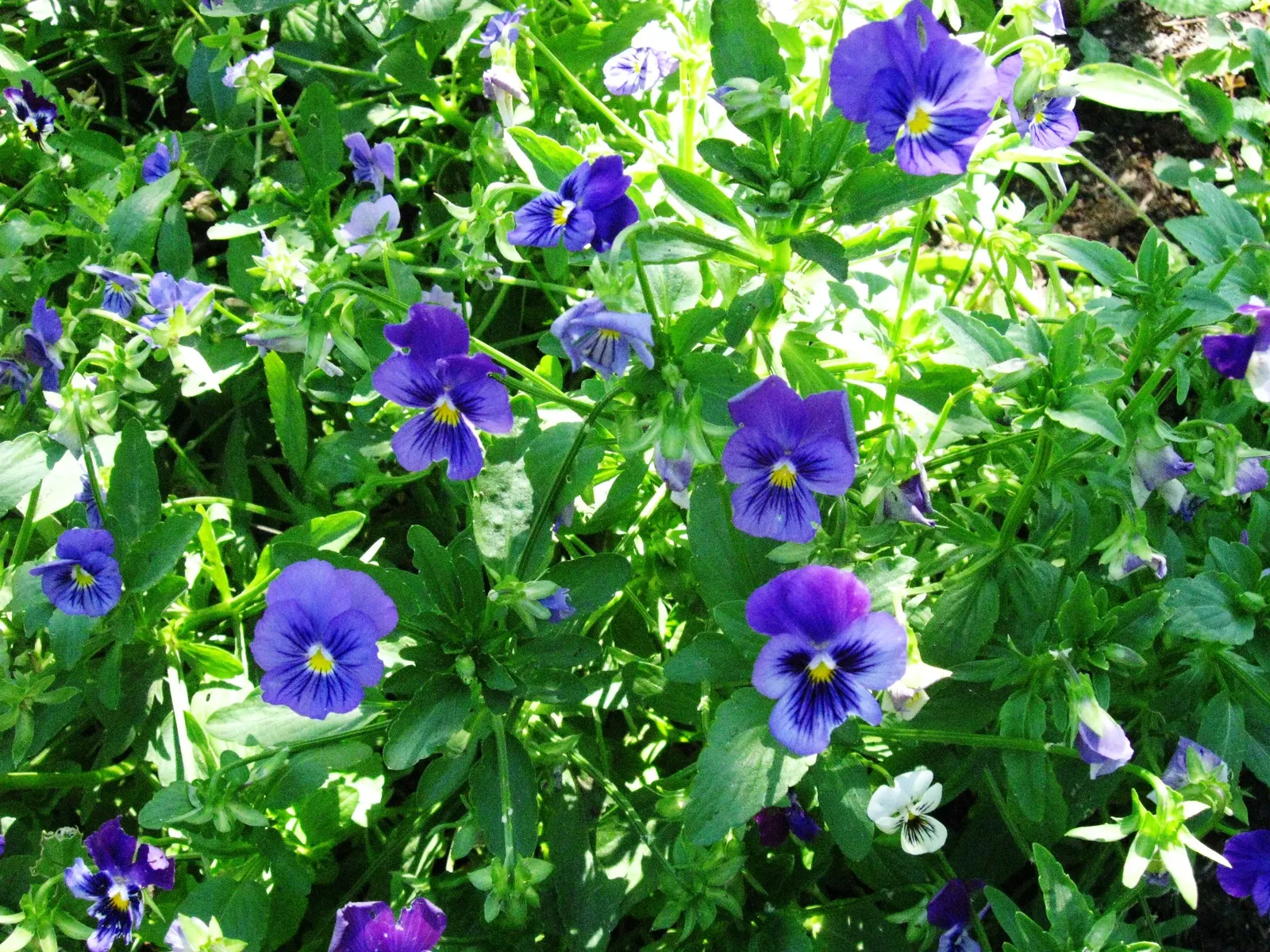 Johnny Jump Up (Viola Tricolor) — colorful appearance and low maintenance requirements make it an alluring addition to their garden; robust and, image 169