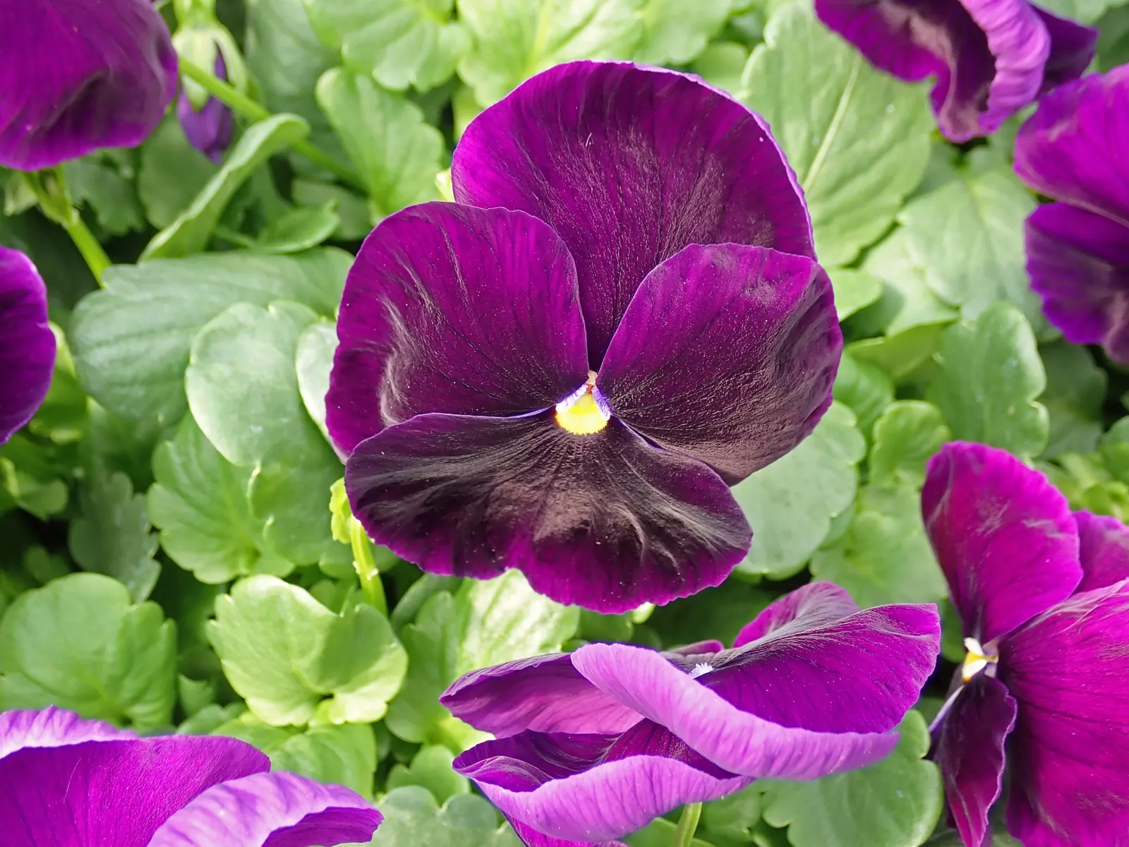 Johnny Jump Up (Viola Tricolor) — annual for shade; adding an extra layer of life and movement to the outdoor space, image 125