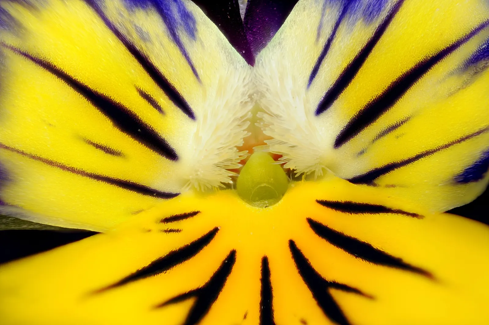 Johnny Jump Up (Viola Tricolor) — is a delightful and hardy perennial; typically, this diminutive flower reaches 4-6 inches in height and spreads, image 133