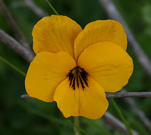 Johnny Jump Up (Viola Tricolor) — Typically, this diminutive flower reaches 4-6 inches in height and spreads 4-8 inches; the Johnny Jump Up's, image 103