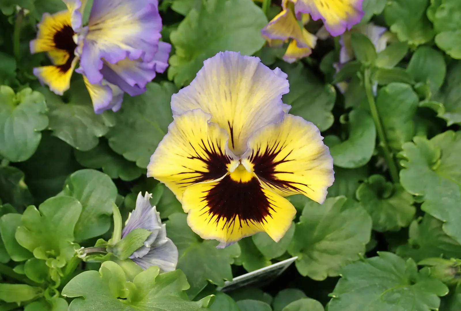 Johnny Jump Up (Viola Tricolor) — Viola tricolor blossoms profusely in the cooler months of spring and fall