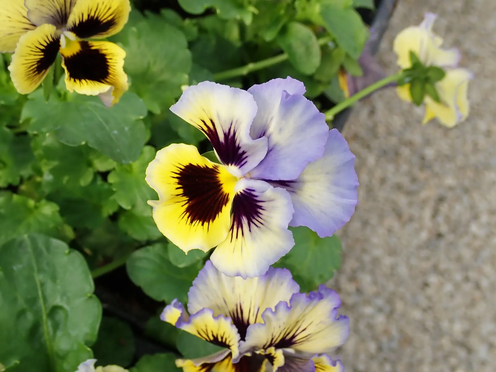 Johnny Jump Up (Viola Tricolor) — it adds a splash of charming; and if deadheaded regularly, image 156