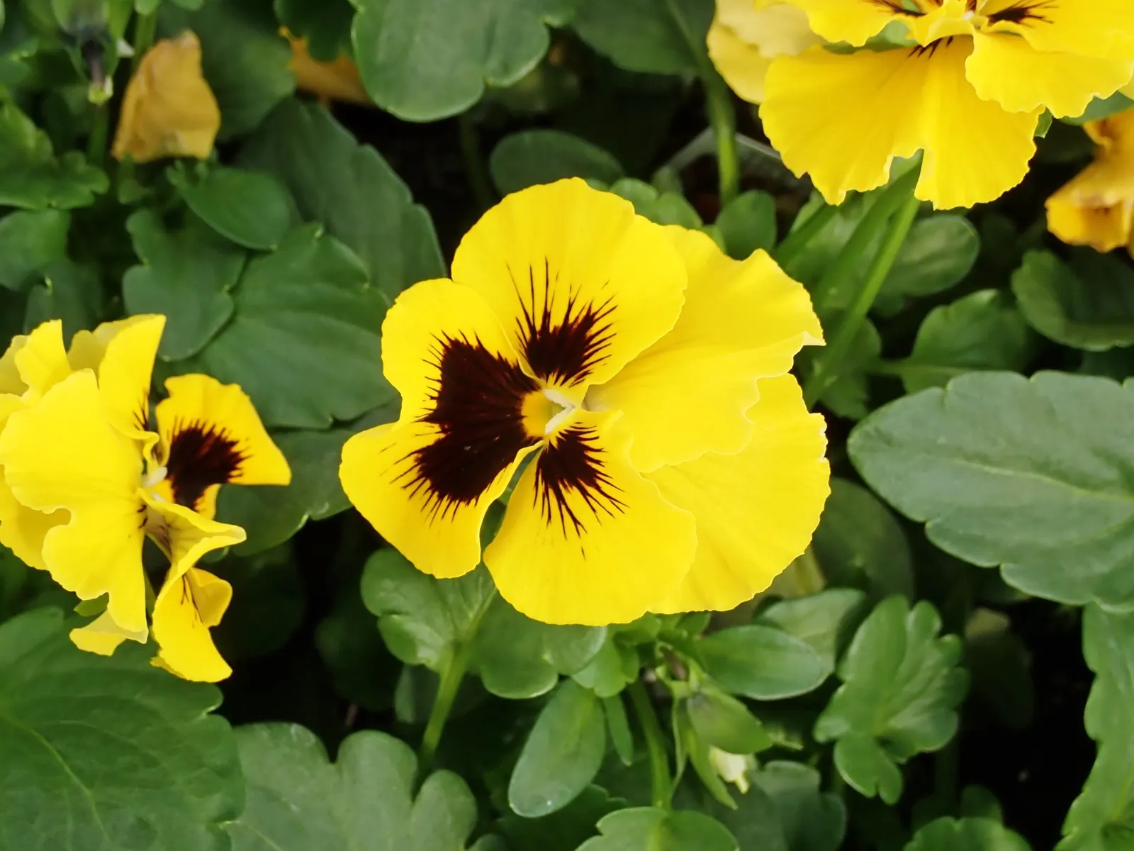Johnny Jump Up (Viola Tricolor) — The Johnny Jump Up (Viola tricolor) is an endearing, self-seeding perennial; it flourishes in full to partial sun, image 76