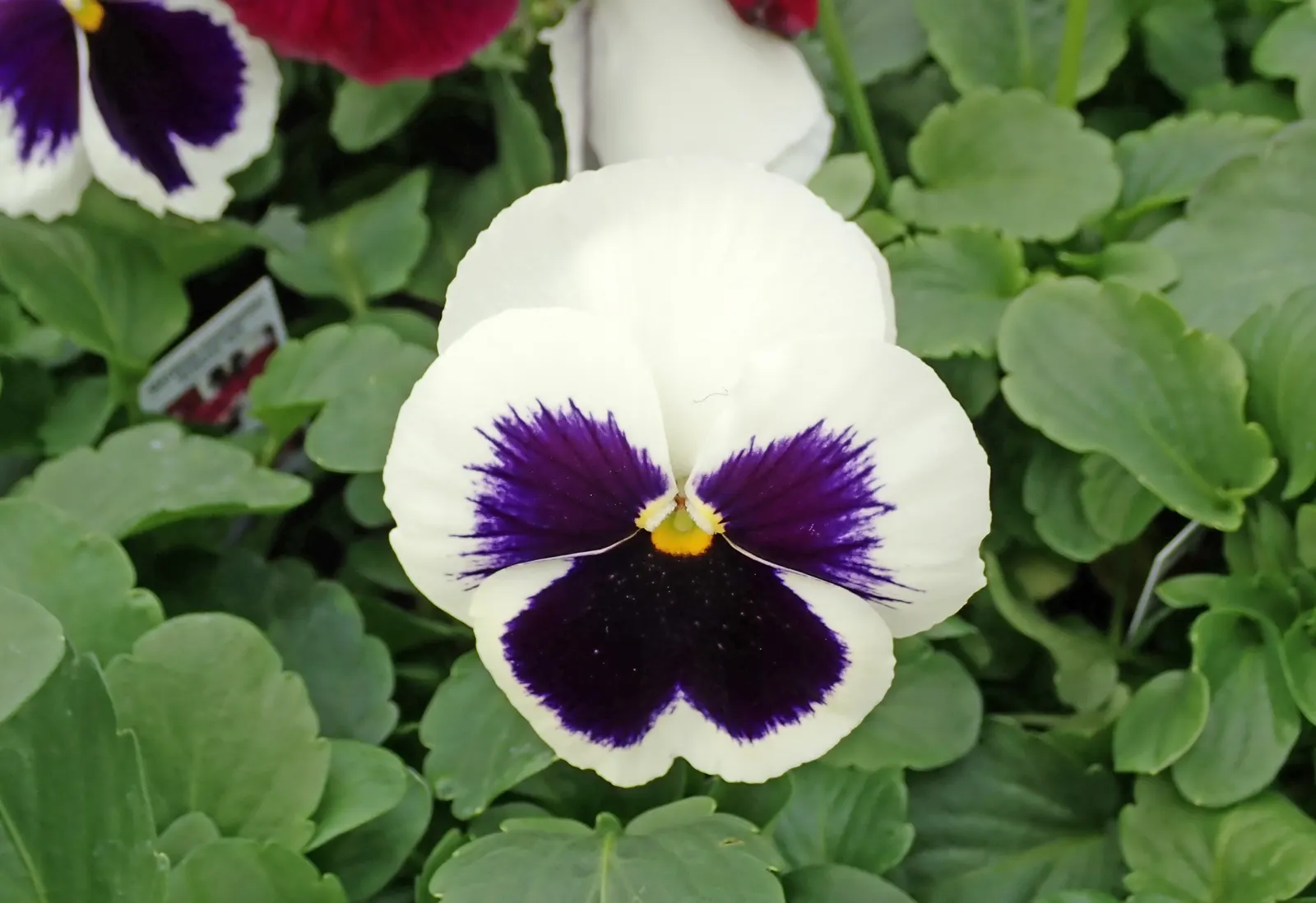Johnny Jump Up (Viola Tricolor) — long-lasting blooms to borders and containers from spring to frost; that Viola tricolor is known to attract, image 107