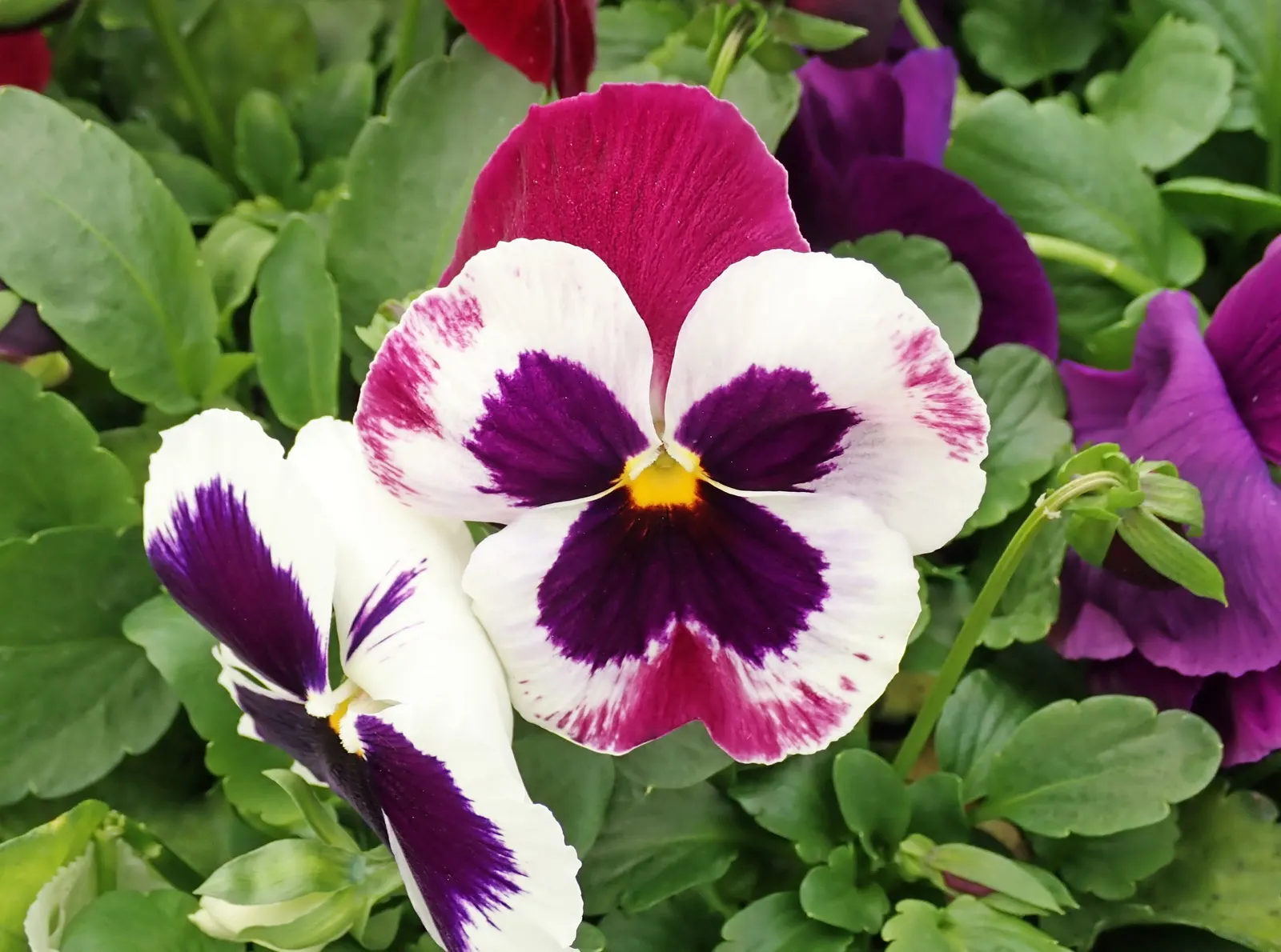 Johnny Jump Up (Viola Tricolor) — multi-colored and yellow flowers in the garden; is a delightful and hardy perennial, image 98