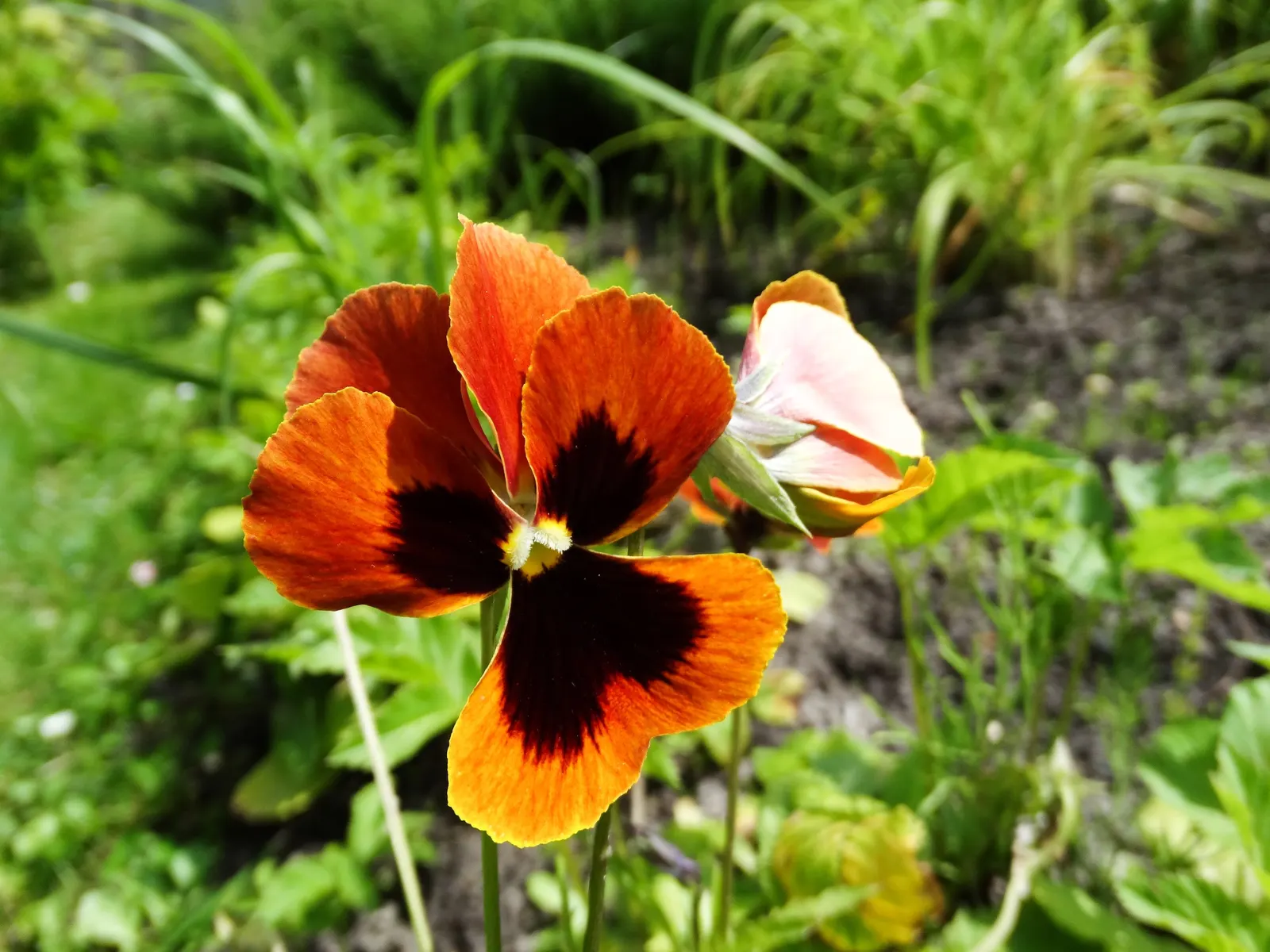 Johnny Jump Up (Viola Tricolor) — The Johnny Jump Up (Viola tricolor) is an endearing, self-seeding perennial
