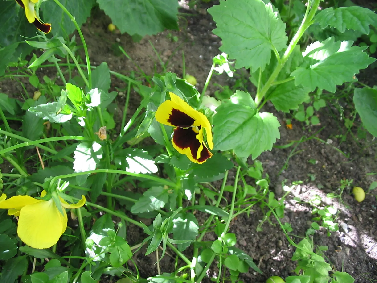 Johnny Jump Up (Viola Tricolor) — annual with multi-colored and yellow blooms; with a USDA hardiness zone range of 4 to 9, image 149