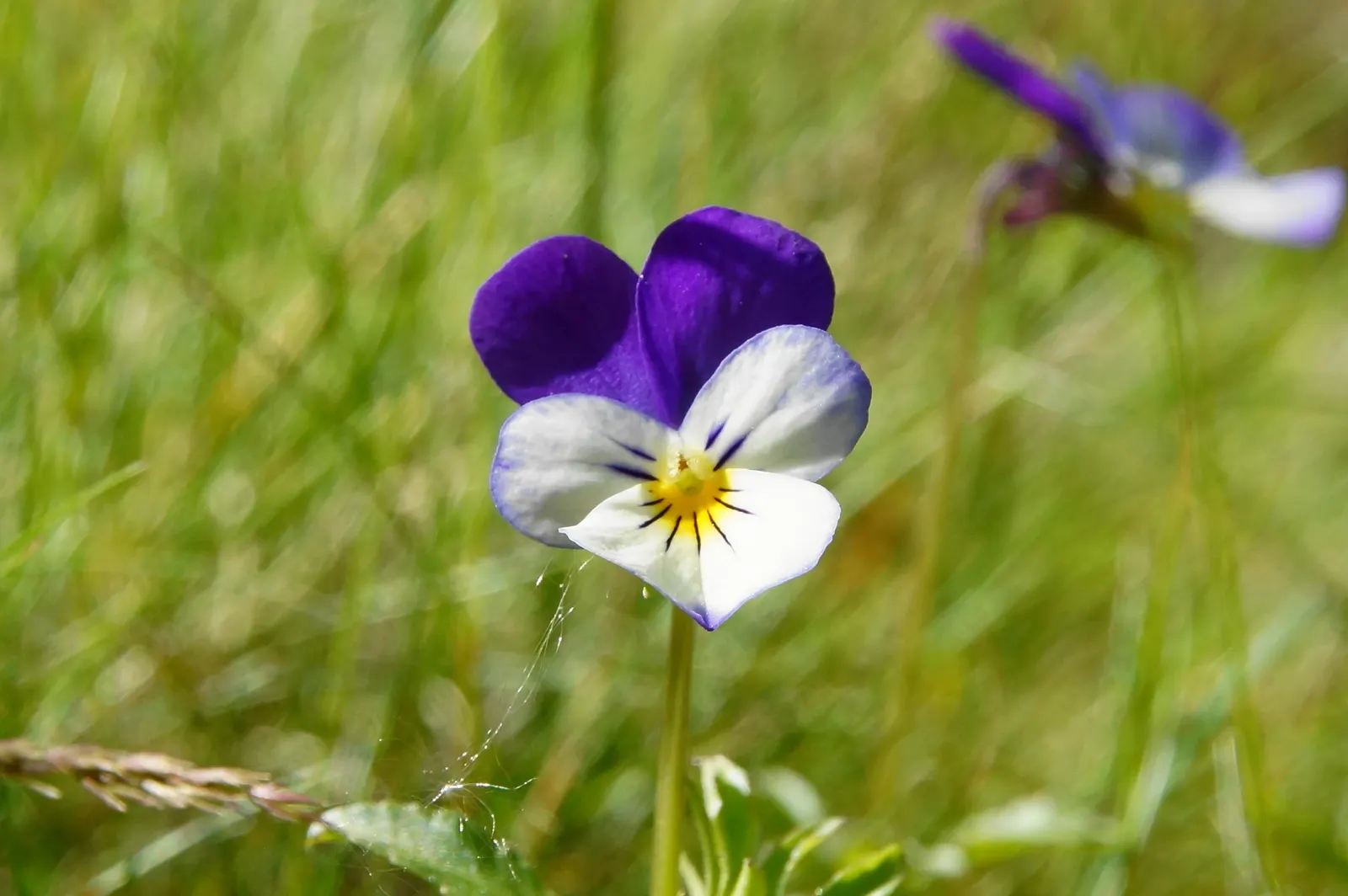 Johnny Jump Up (Viola Tricolor) — colorful appearance and low maintenance requirements make it an alluring addition to their garden; robust and frost-tolerant