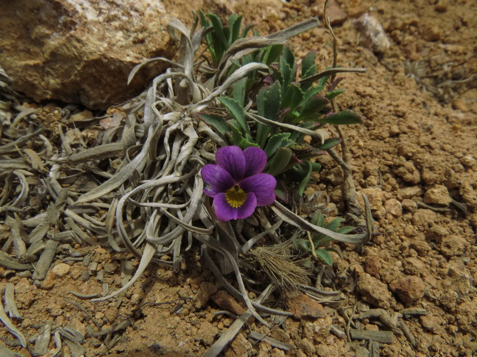 Johnny Jump Up (Viola Tricolor) — Johnny Jump Ups are resilient and can perform well in a variety of climates; tricolor blooms that typically, image 141