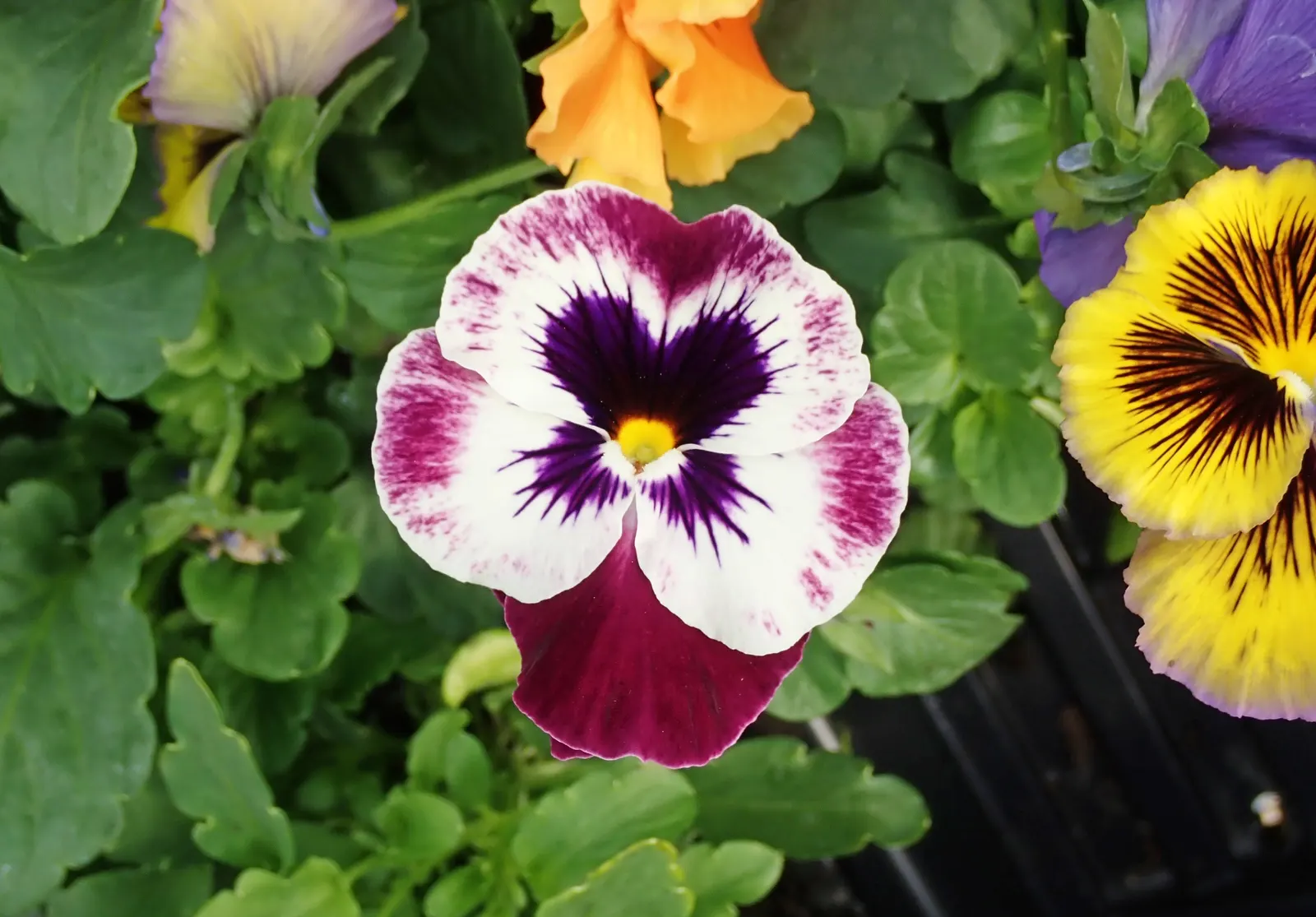 Johnny Jump Up (Viola Tricolor) — Johnny Jump Ups are resilient and can perform well in a variety of climates