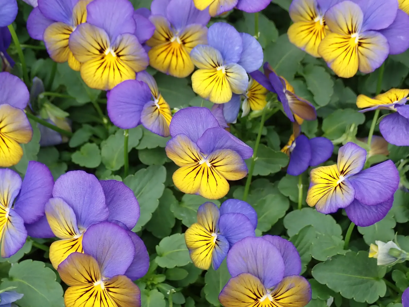 Johnny Jump Up (Viola Tricolor) — and if deadheaded regularly; for those with a penchant for inviting wildlife into their garden, image 64