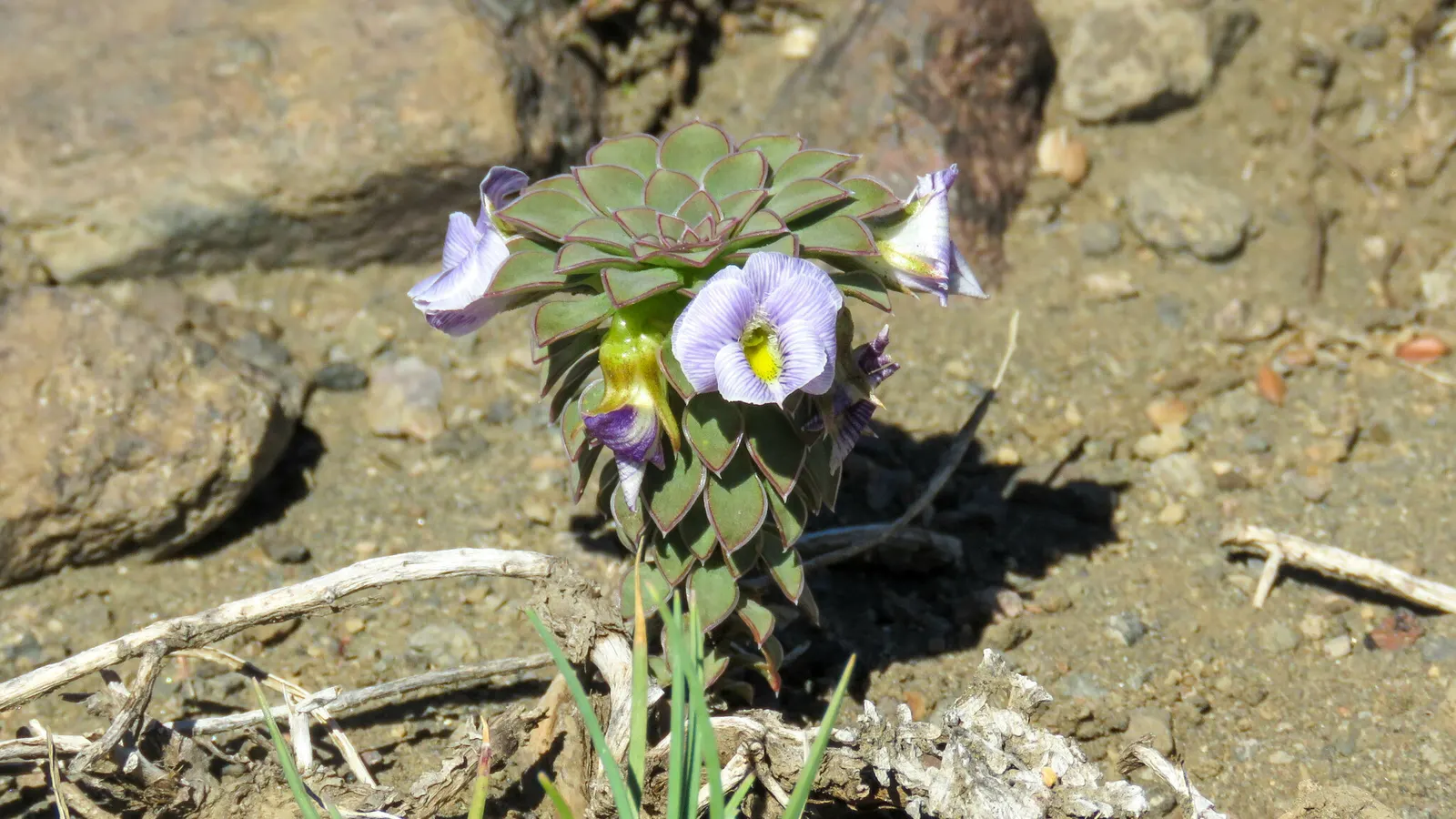 Johnny Jump Up (Viola Tricolor) — or for creating a natural; annual with multi-colored and yellow blooms, image 161