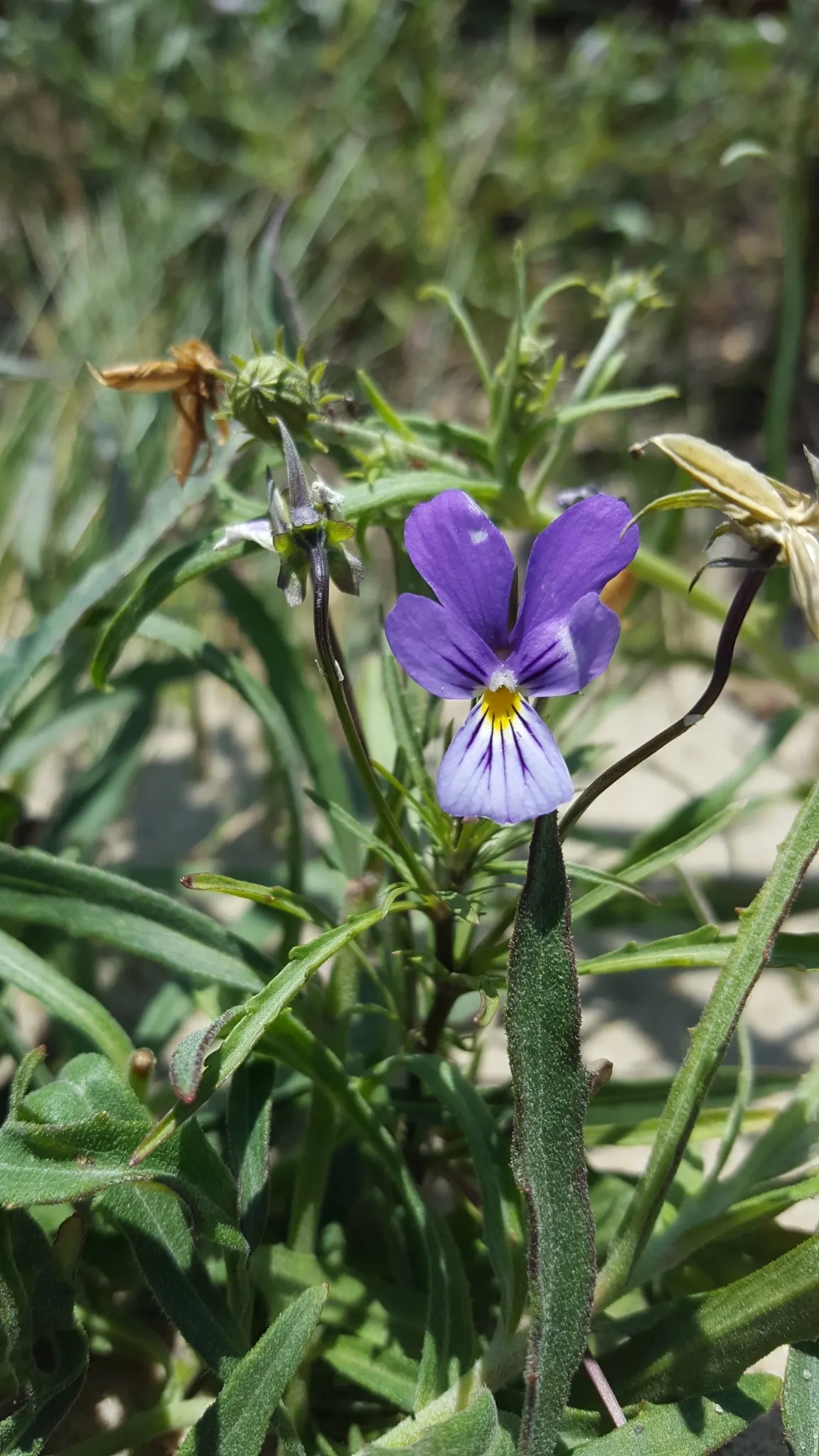Johnny Jump Up (Viola Tricolor) — the Johnny Jump Up's charming; multi-colored and yellow flowers in the garden, image 68