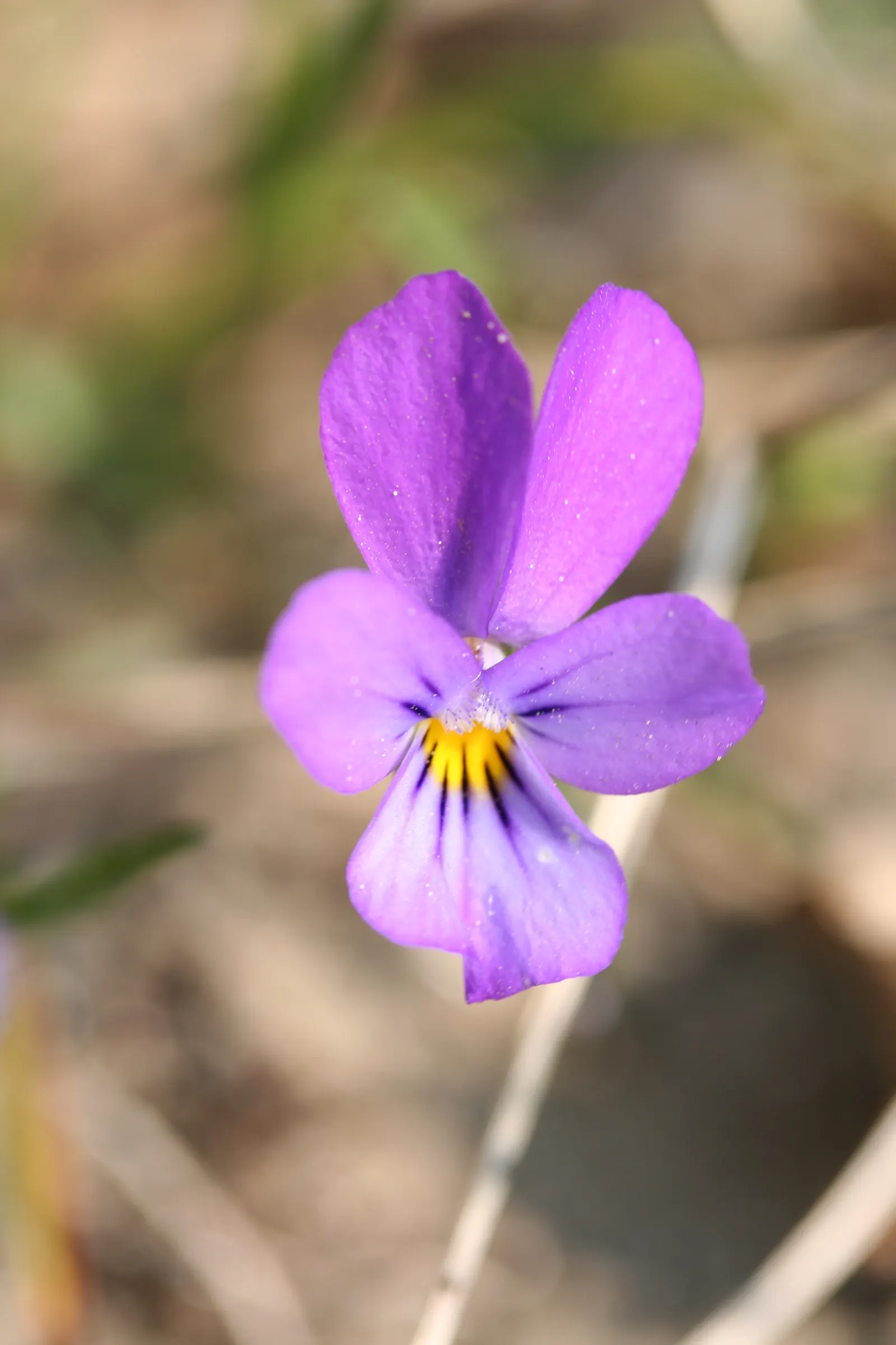 Johnny Jump Up (Viola Tricolor) — is a delightful and hardy perennial