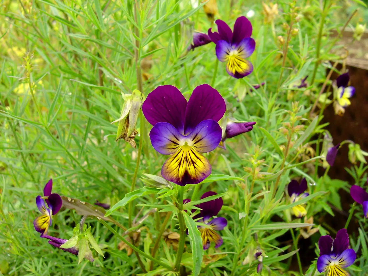 Johnny Jump Up (Viola Tricolor) — long-lasting blooms to borders and containers from spring to frost; that Viola tricolor is known to attract, image 157